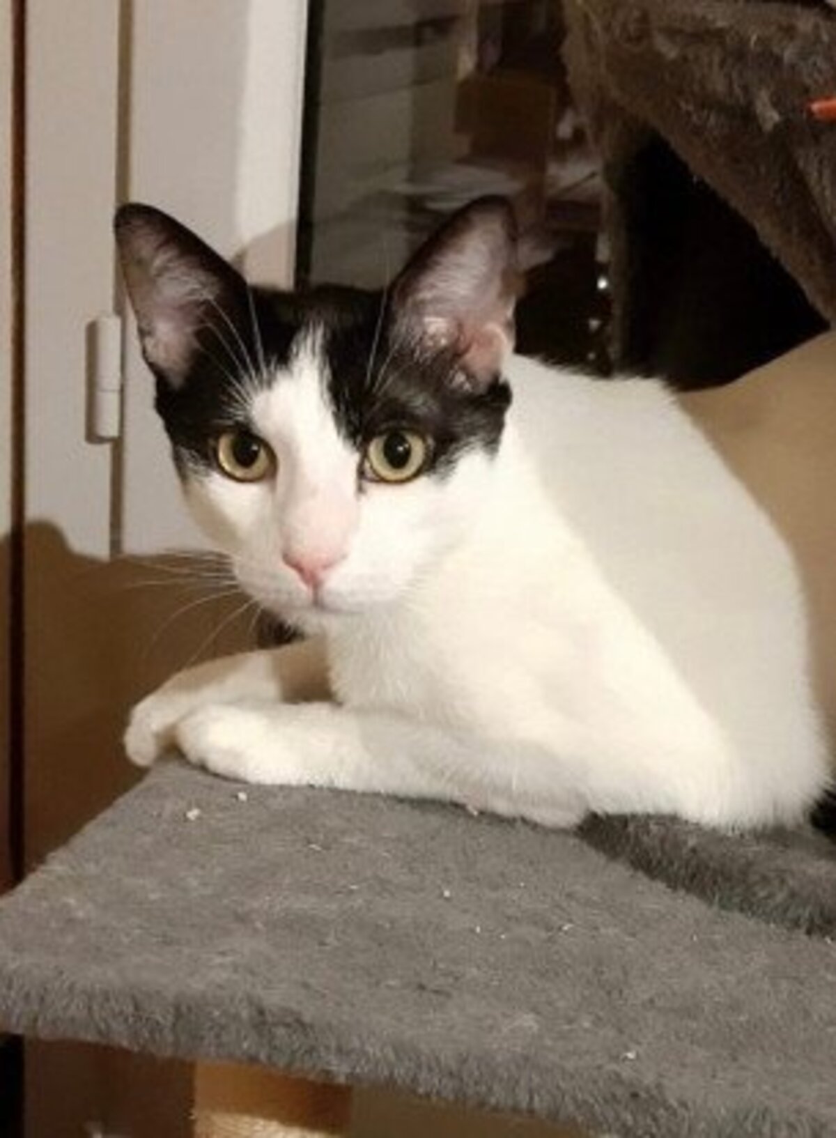 Adoption Leo et lea