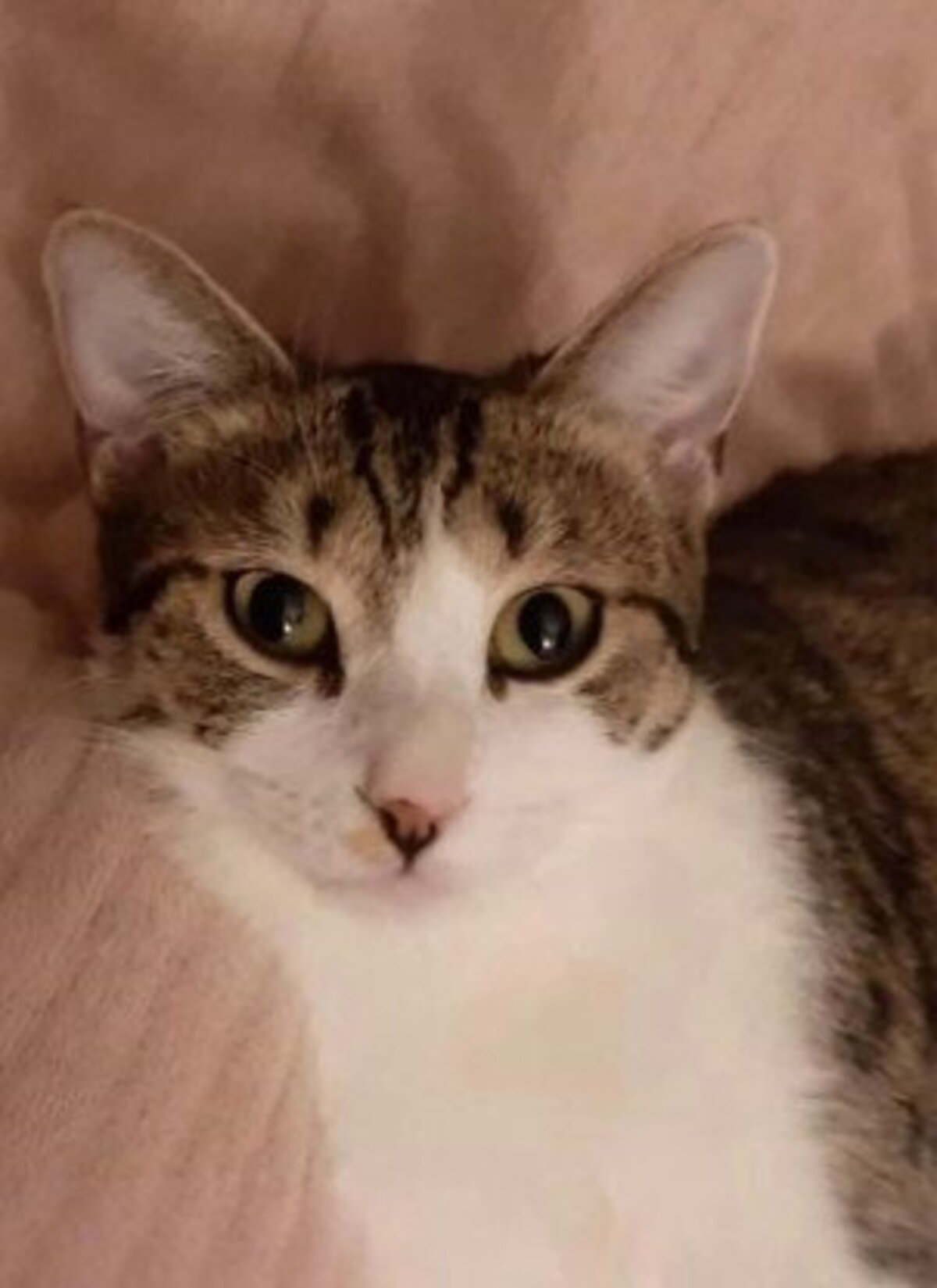 Adoption Leo et lea
