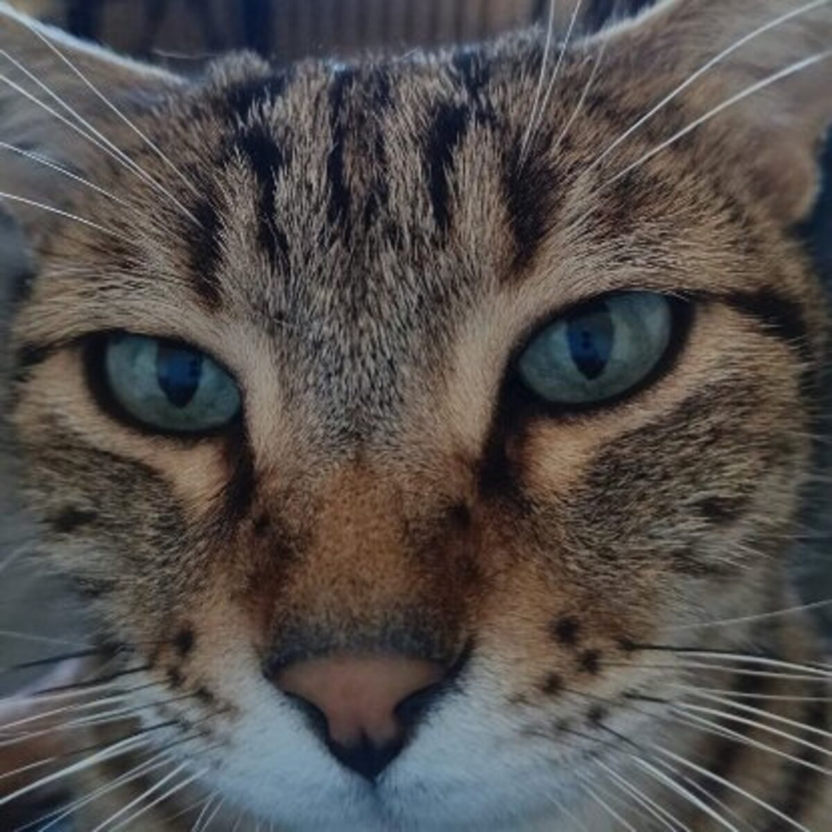 Adoption Likou