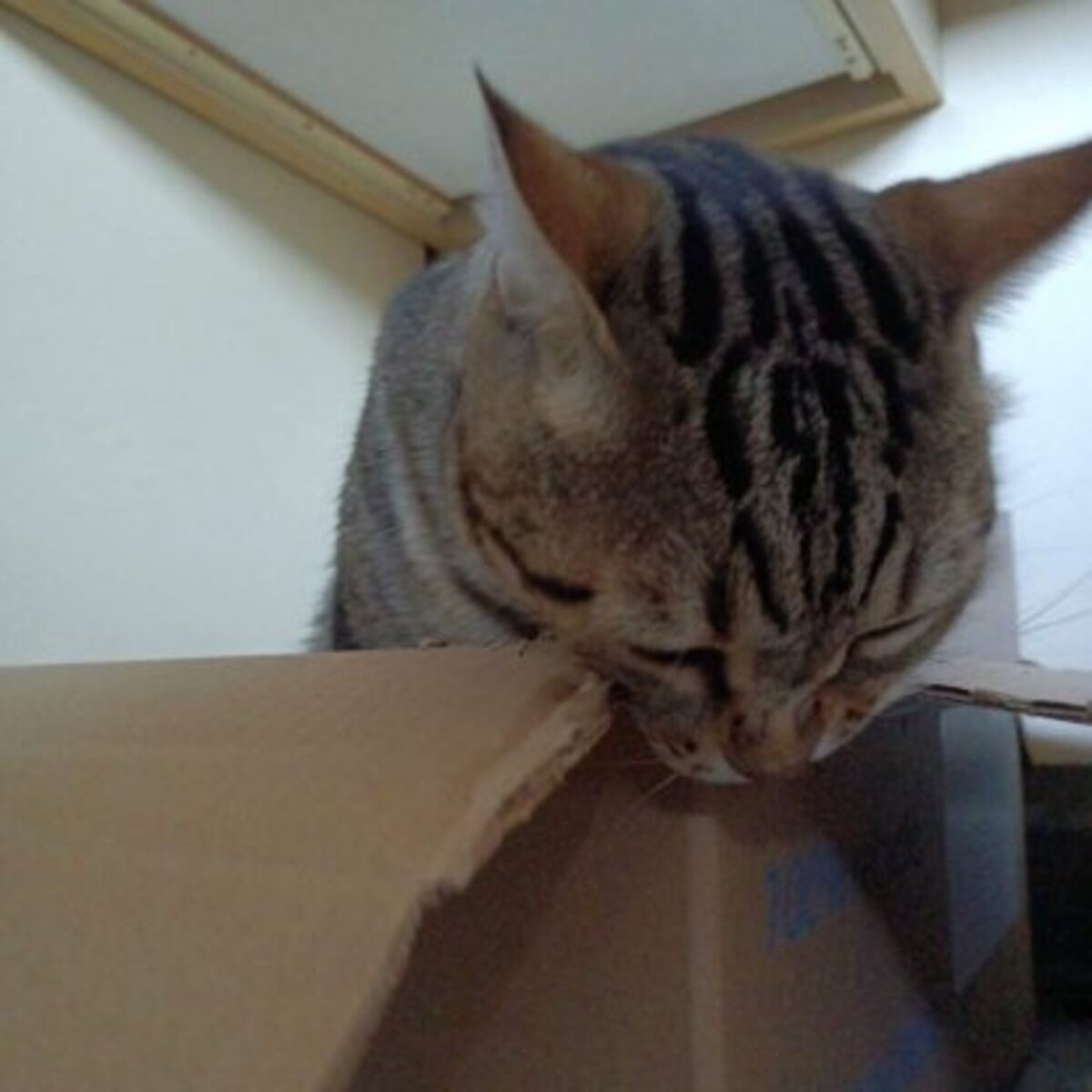 Adoption Likou