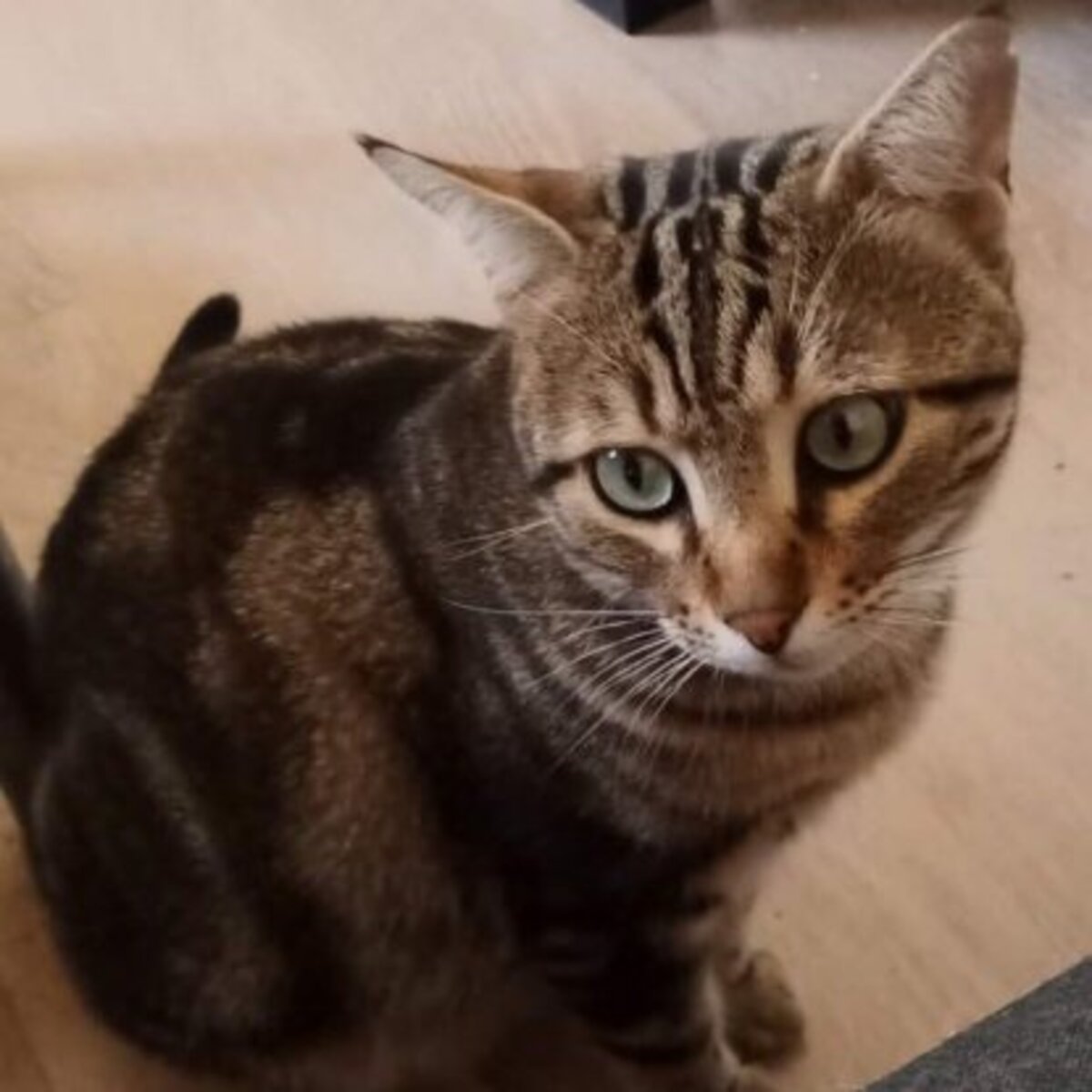 Adoption Likou