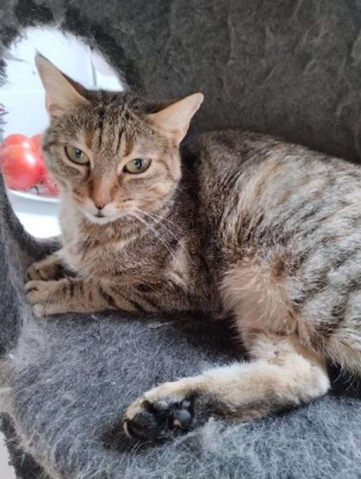 Adoption Lili