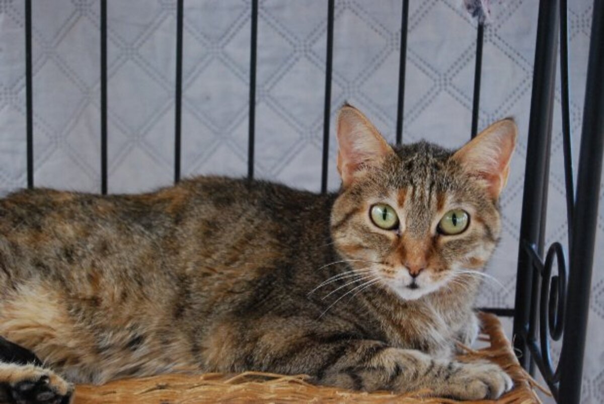 Adoption Lili