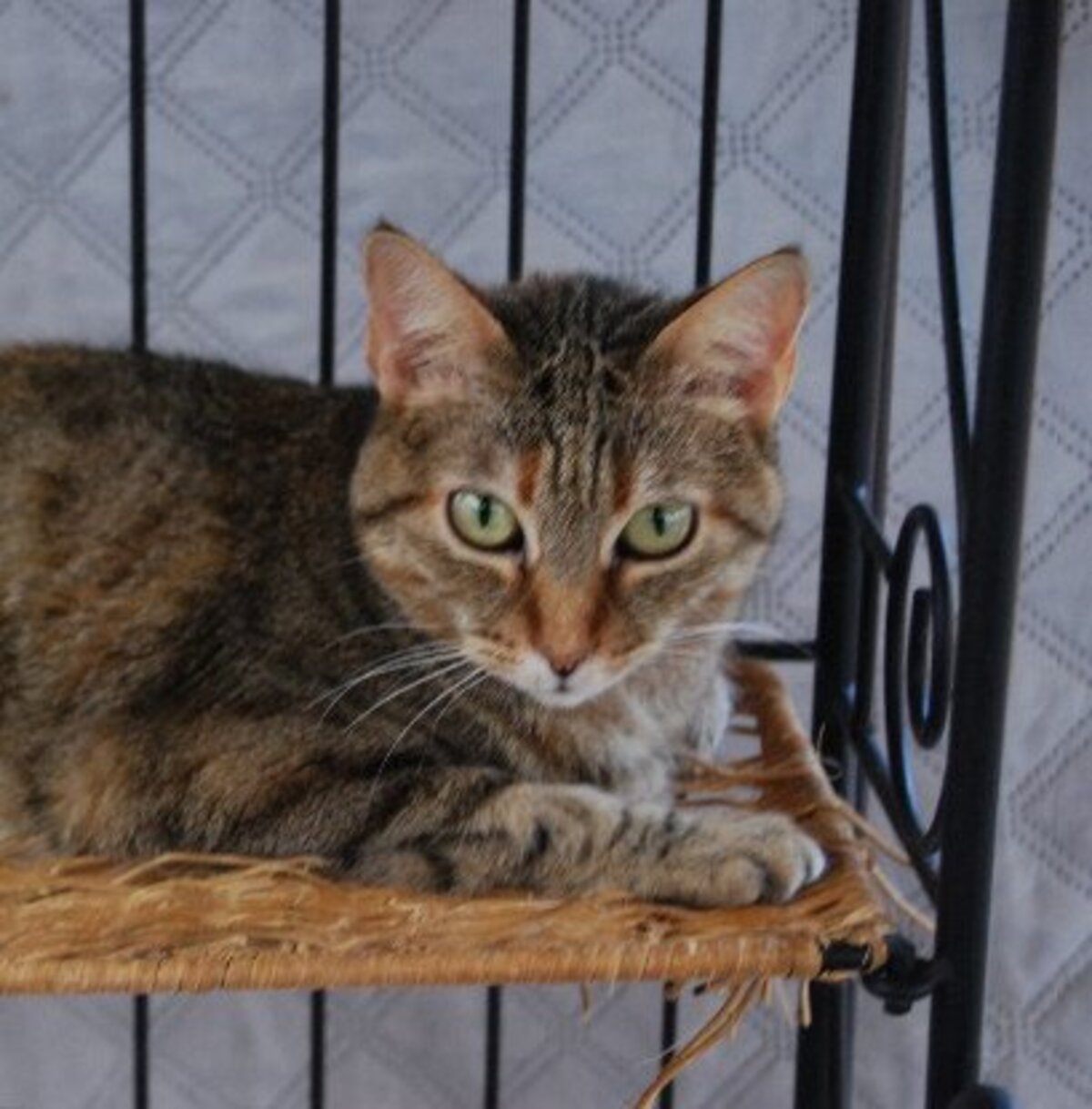 Adoption Lili