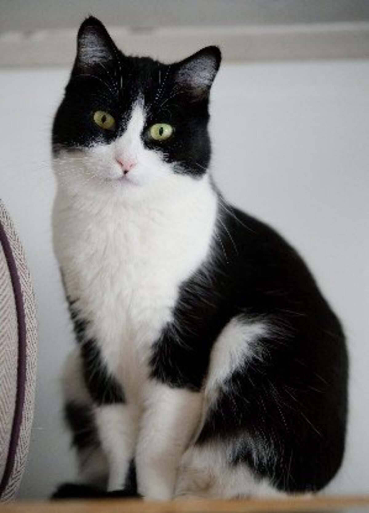 Adoption Lily