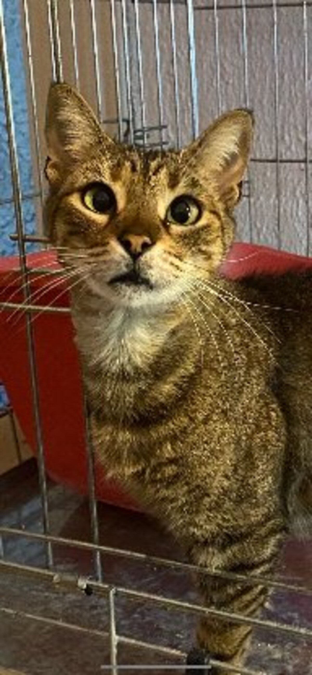 Adoption Lily