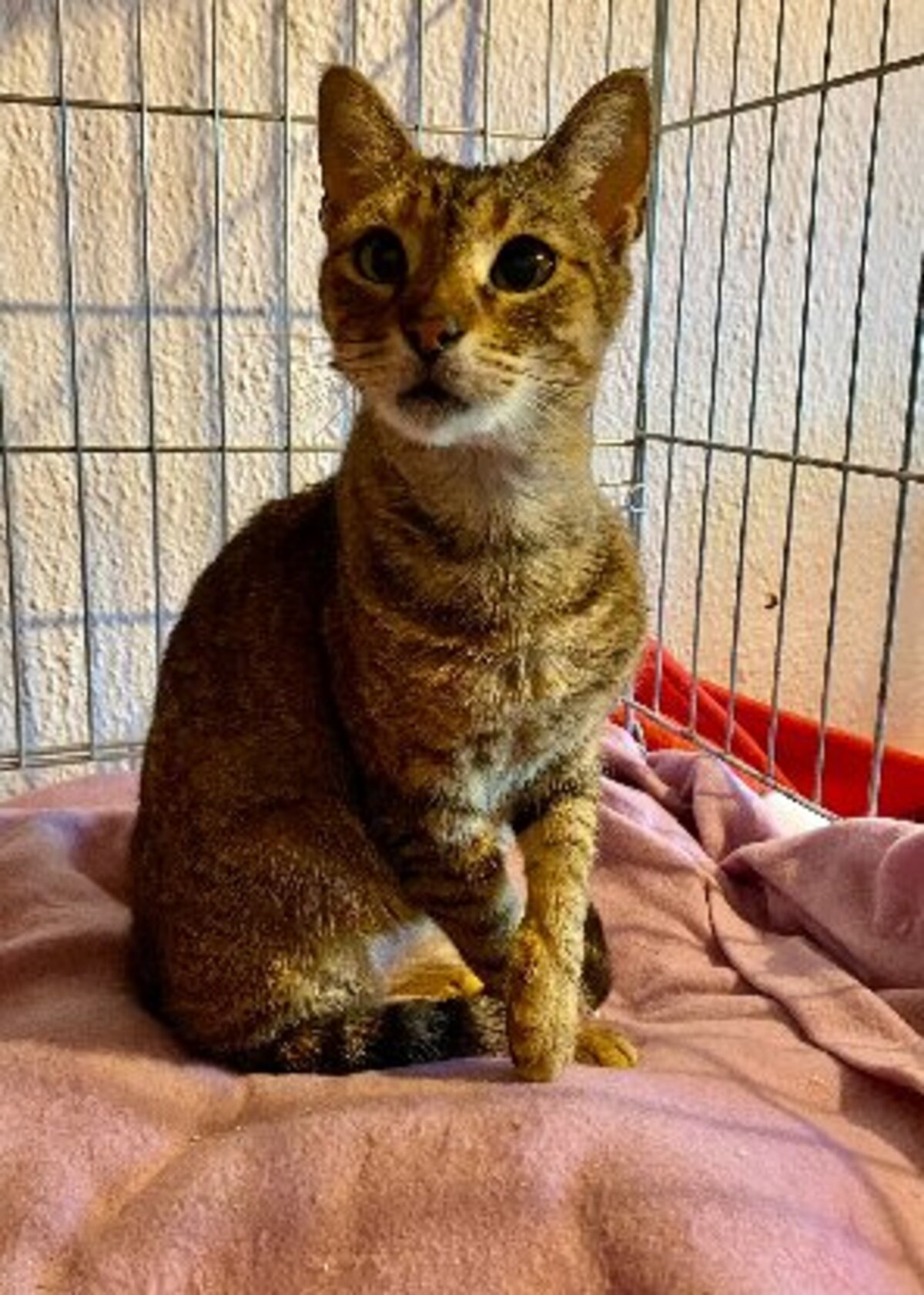 Adoption Lily