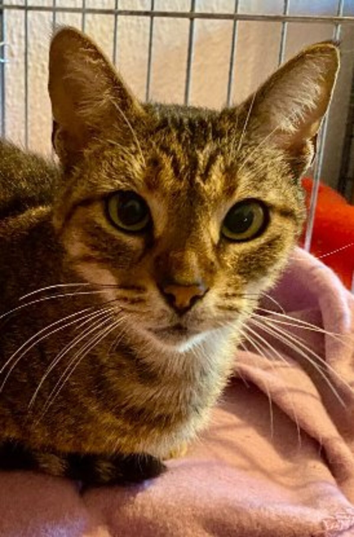 Adoption Lily