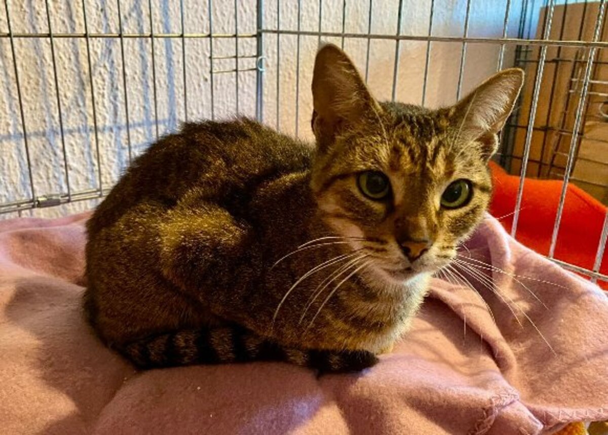 Adoption Lily