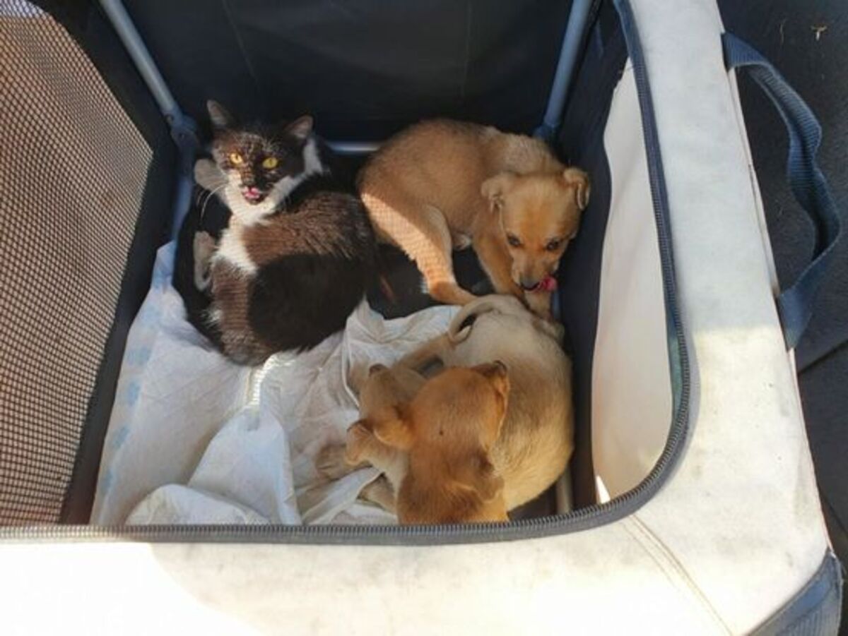 Adoption Lima
