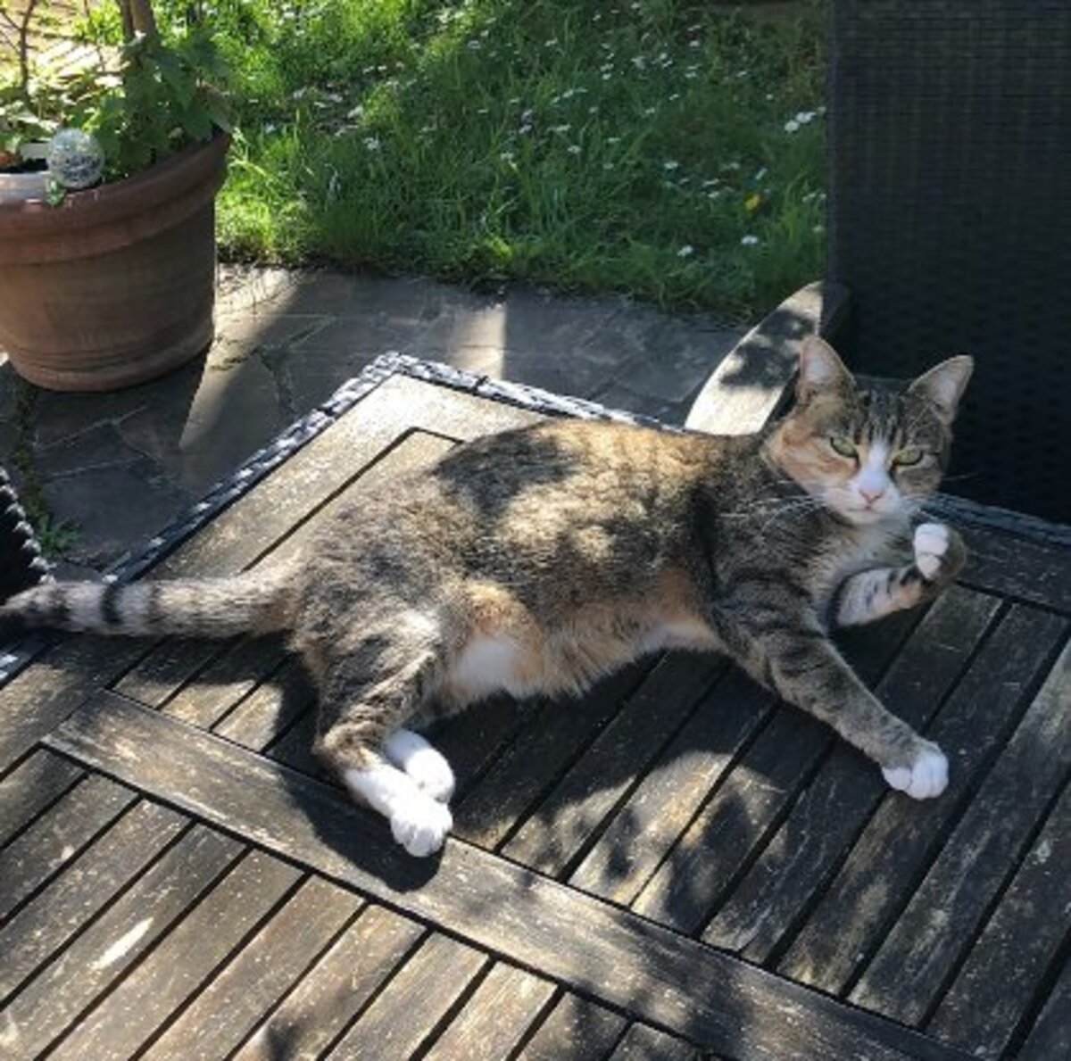 Adoption Linette
