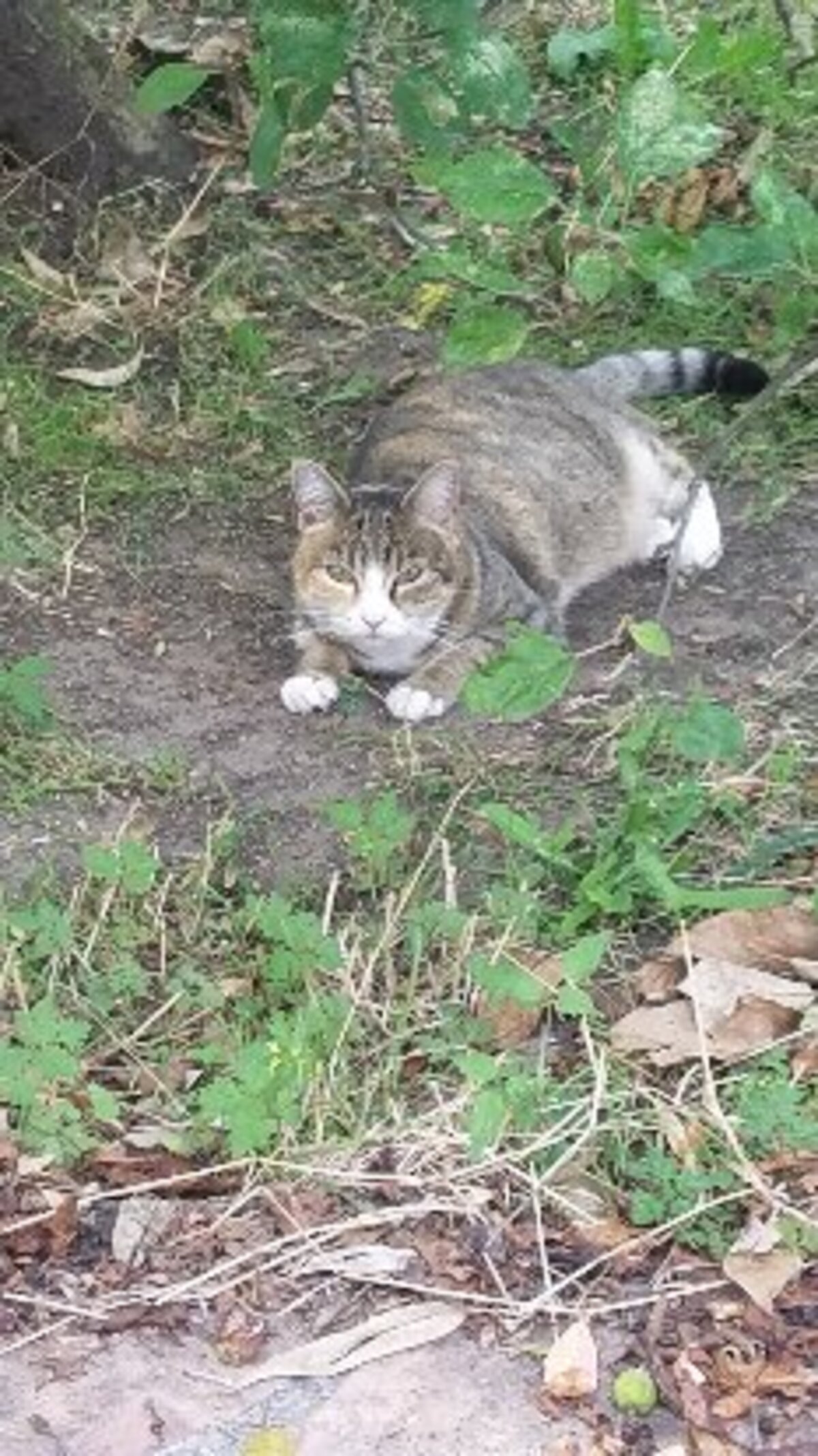 Adoption Linette