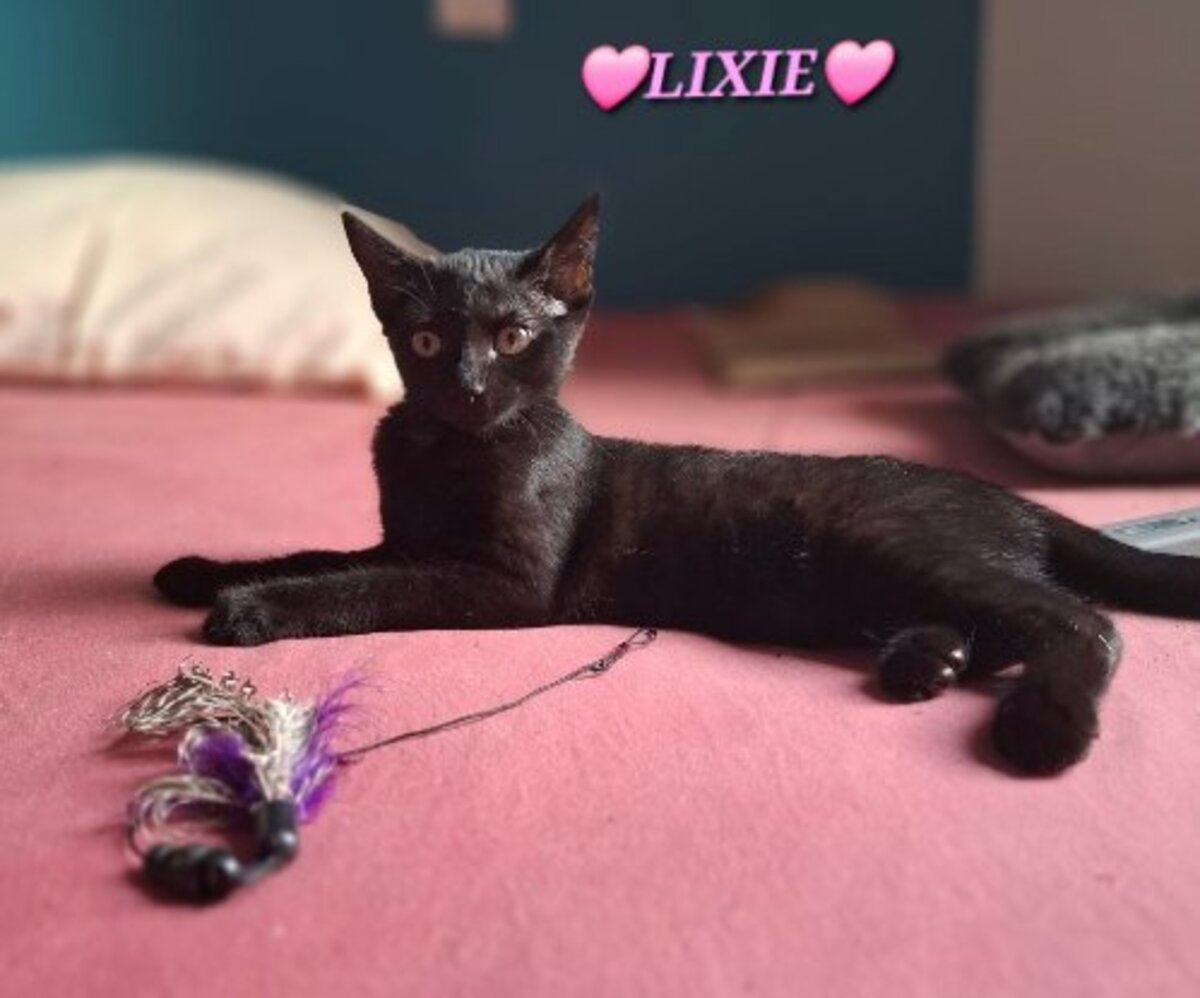Adoption Lixie