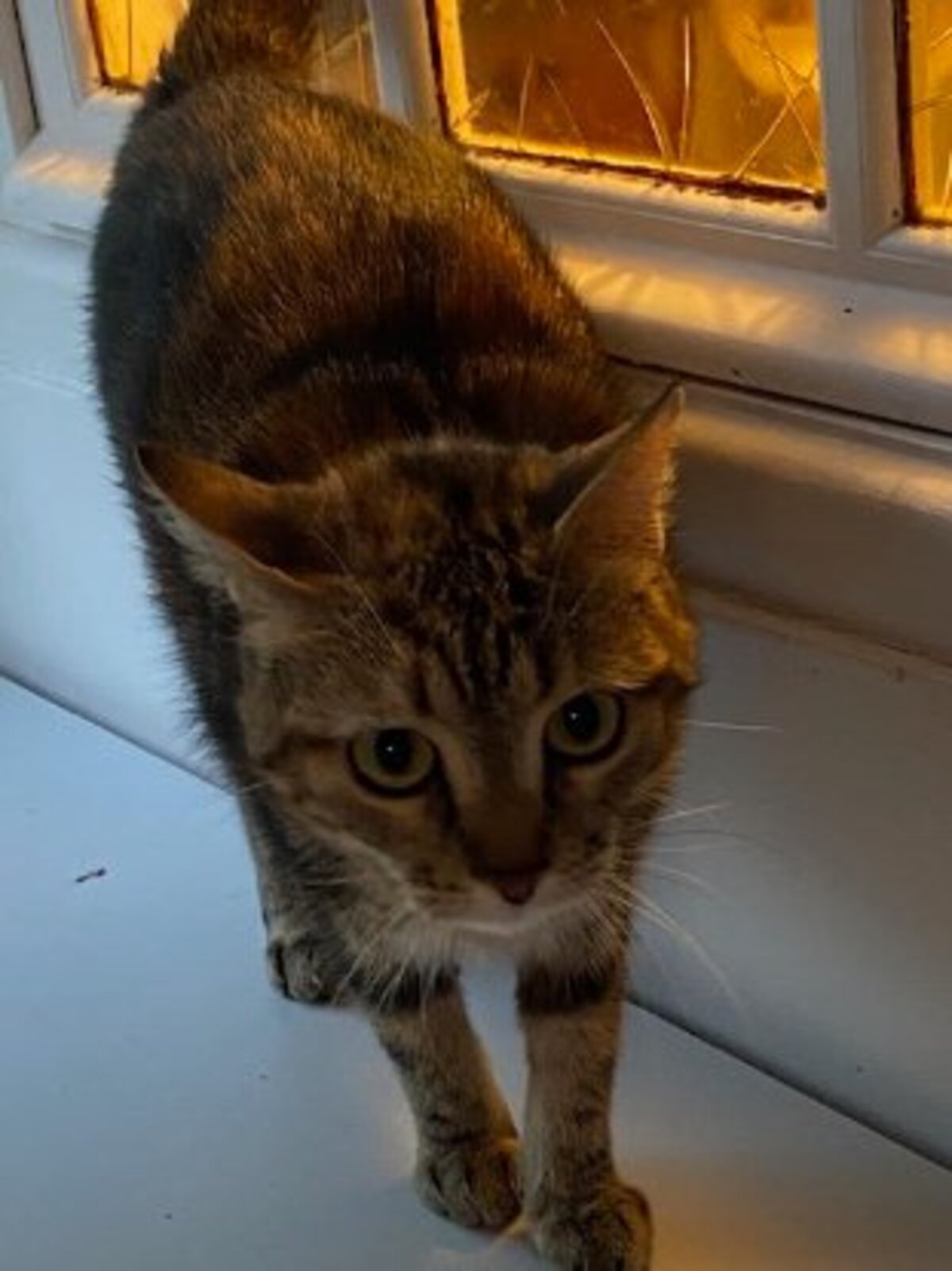 Adoption Lois