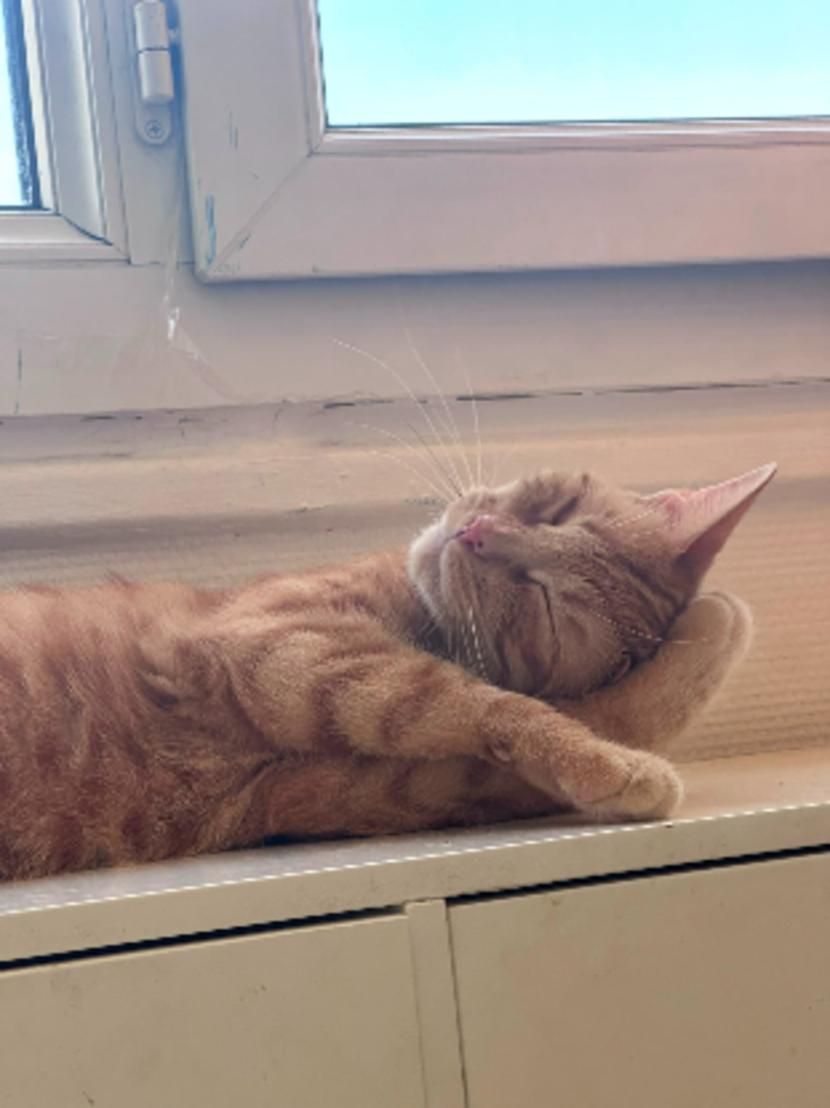 Adoption Lola