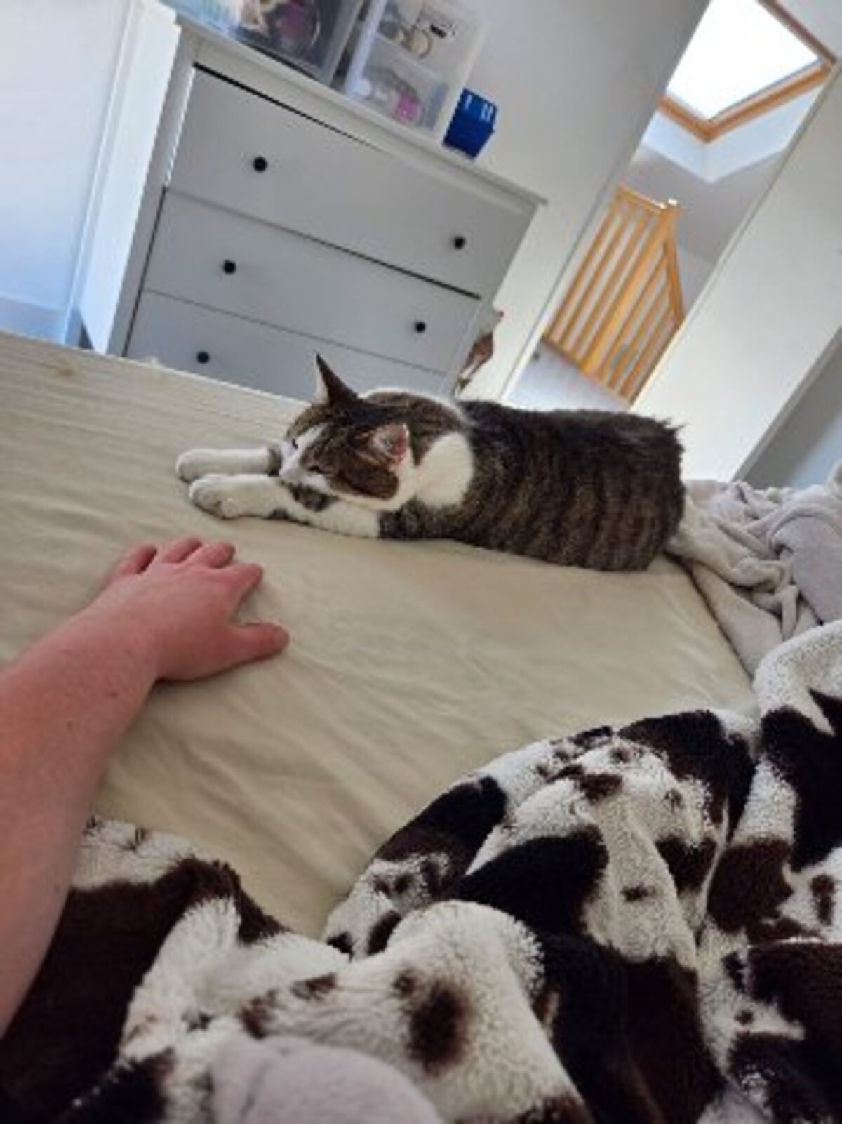 Adoption Lou