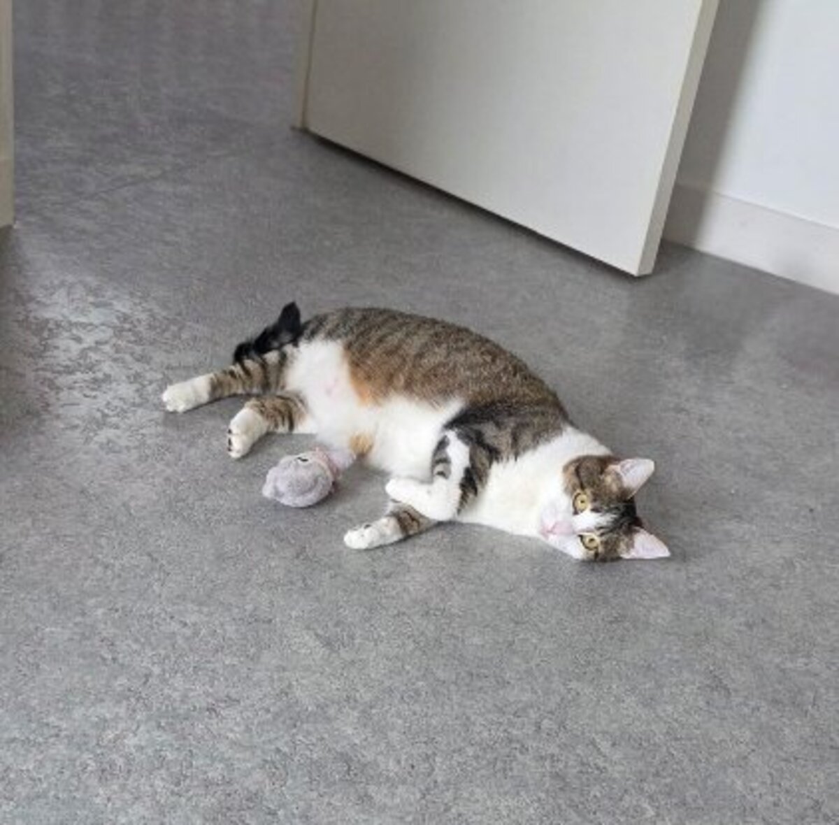 Adoption Lou