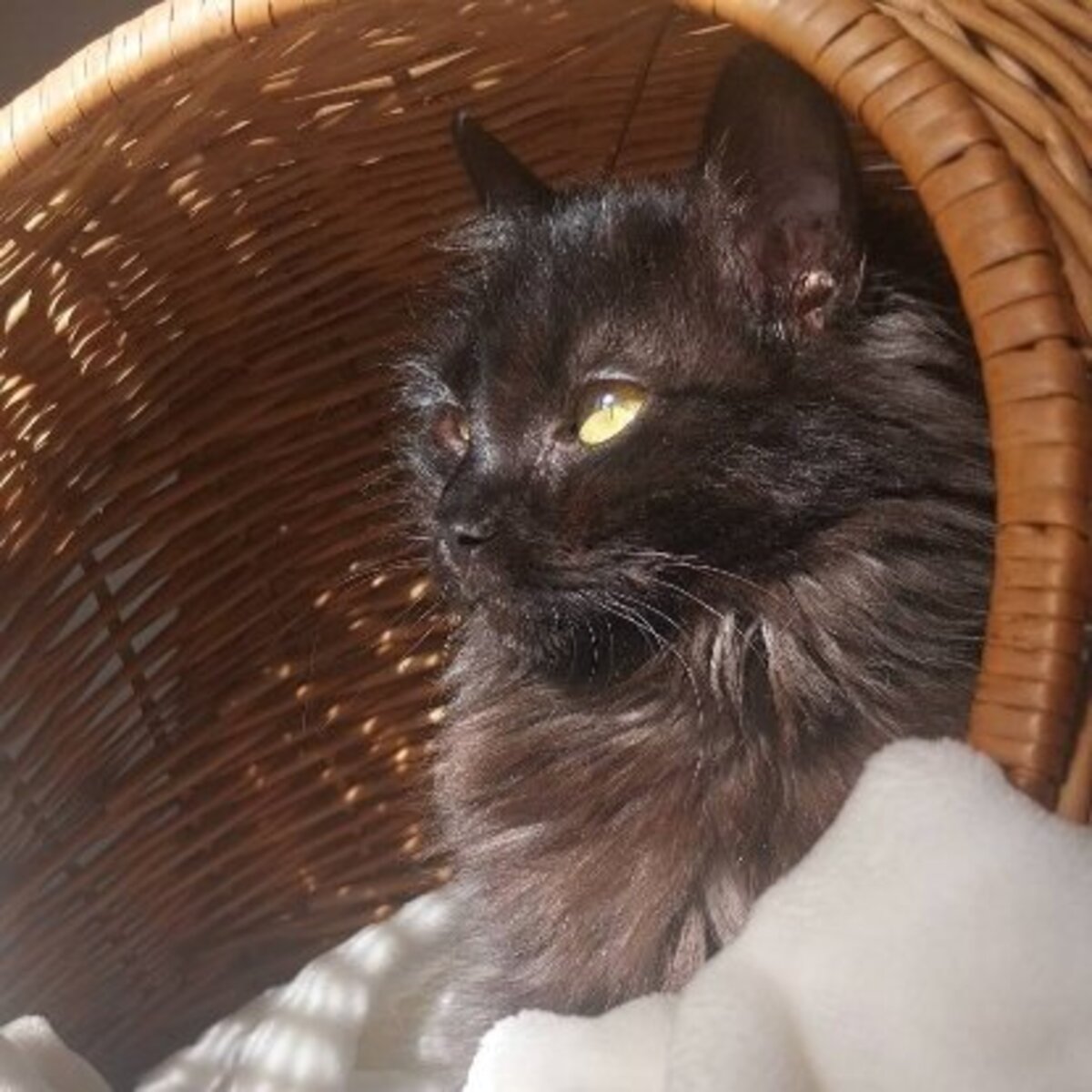 Adoption Loucha