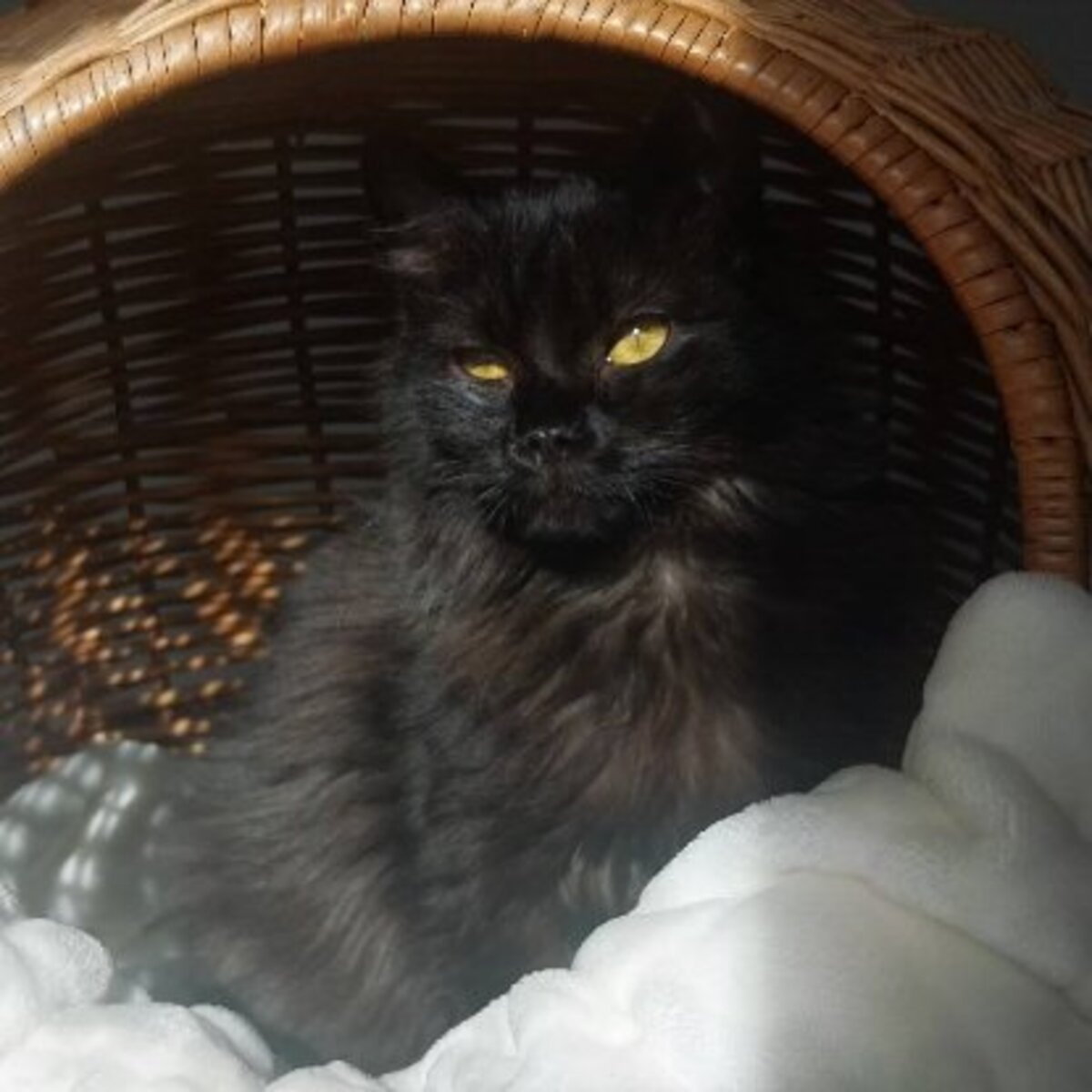 Adoption Loucha