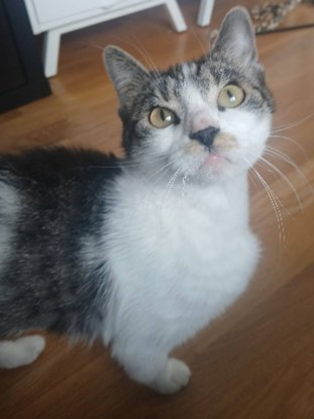 Adoption Louisa
