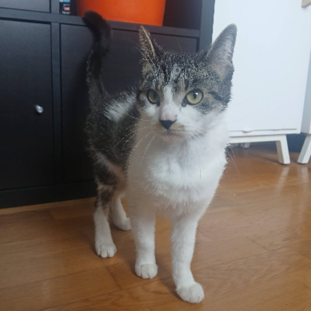 Adoption Louisa