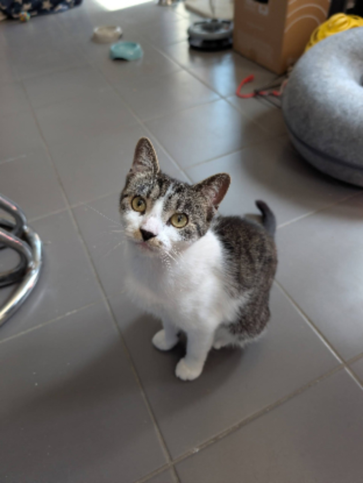 Adoption Louisa