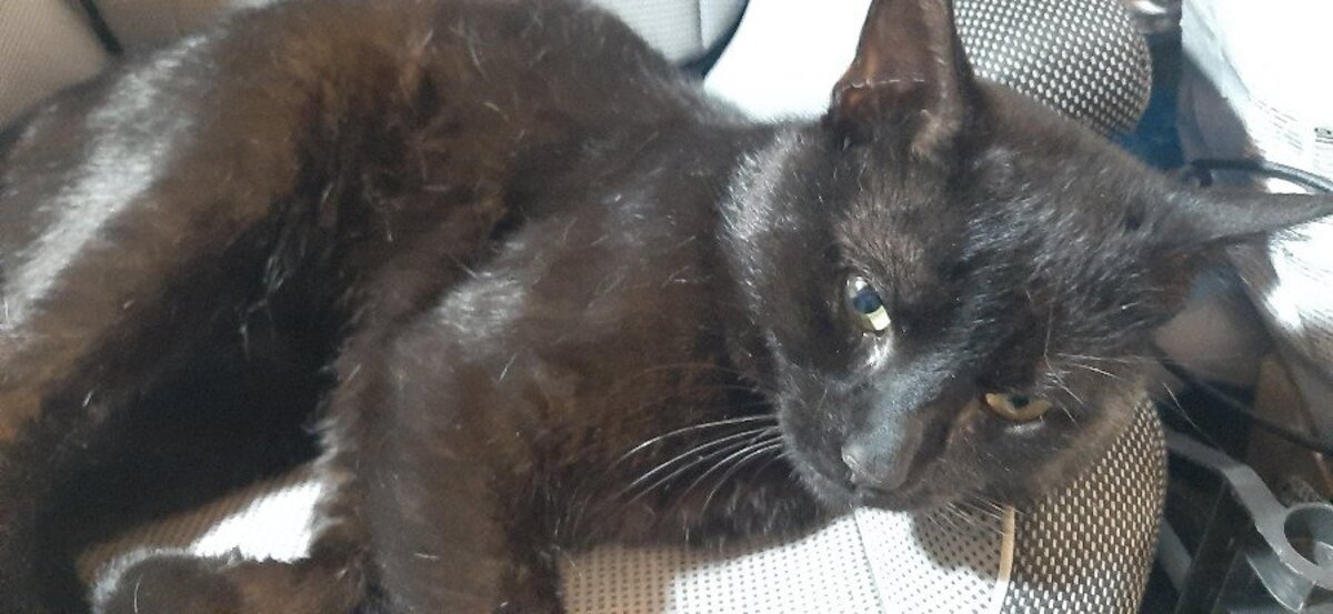 Adoption Loulou