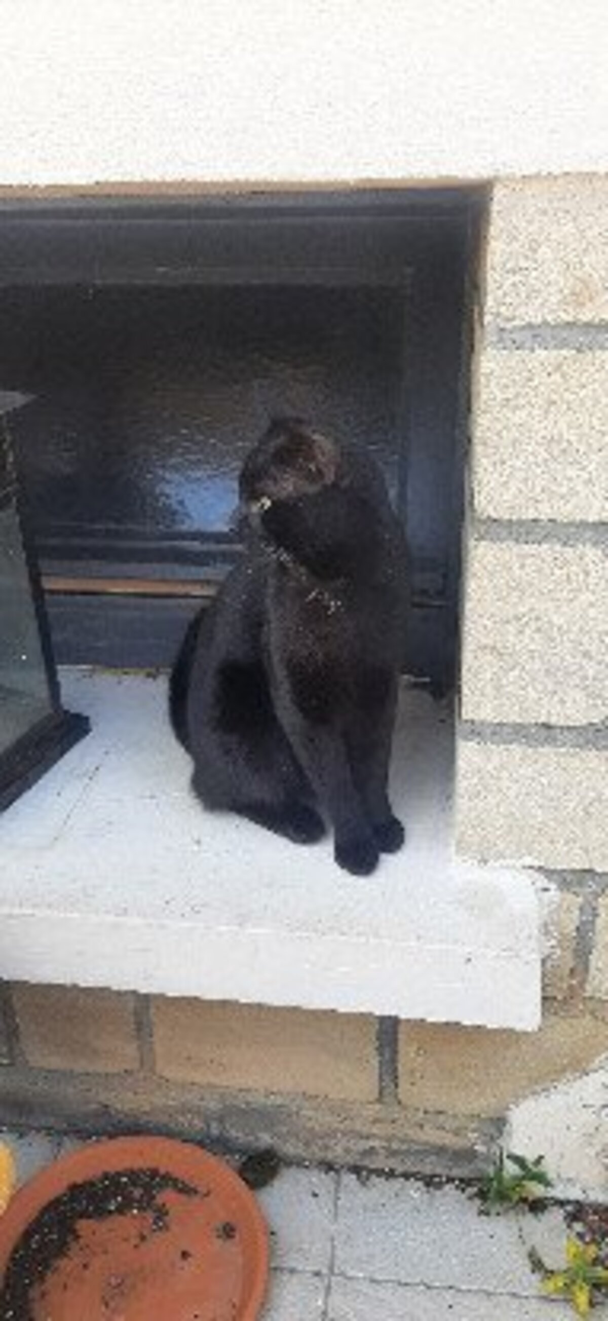 Adoption Loulou
