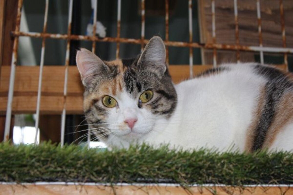 Adoption Love