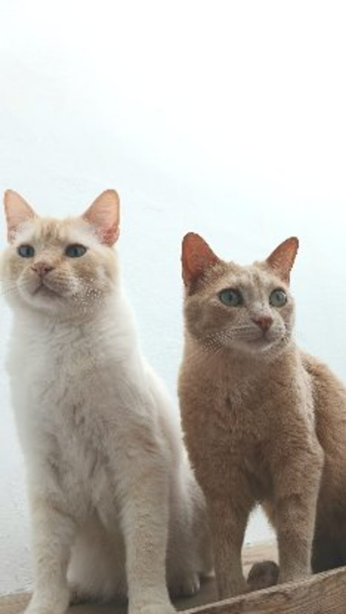 Adoption Luca, Bonbon, Iris
