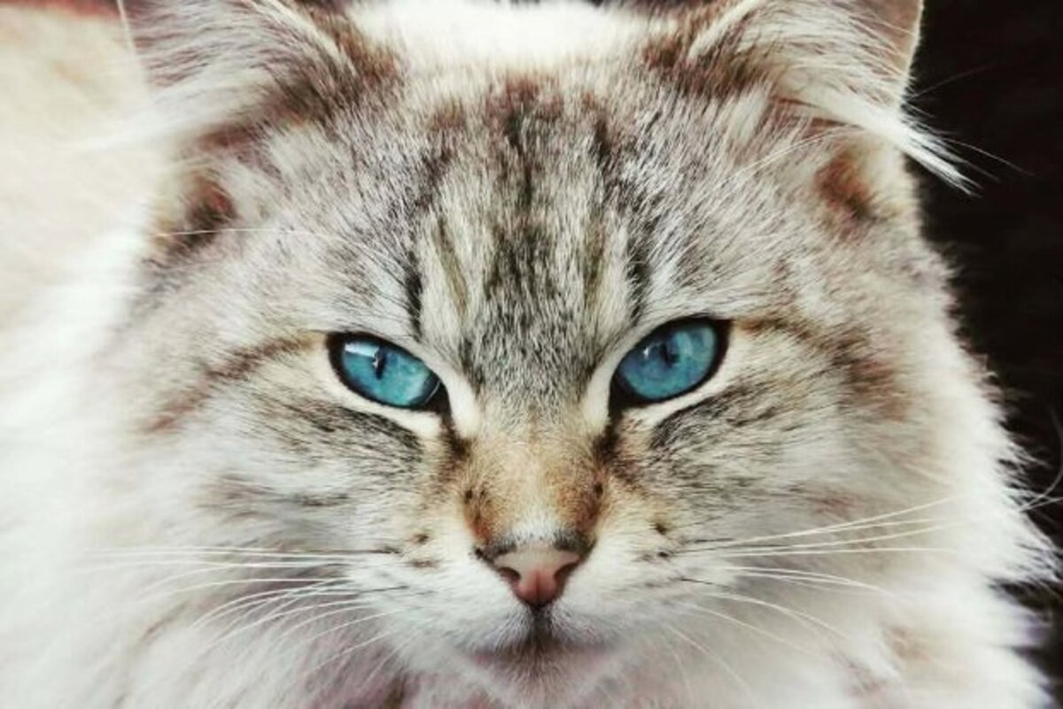Adoption Lucky