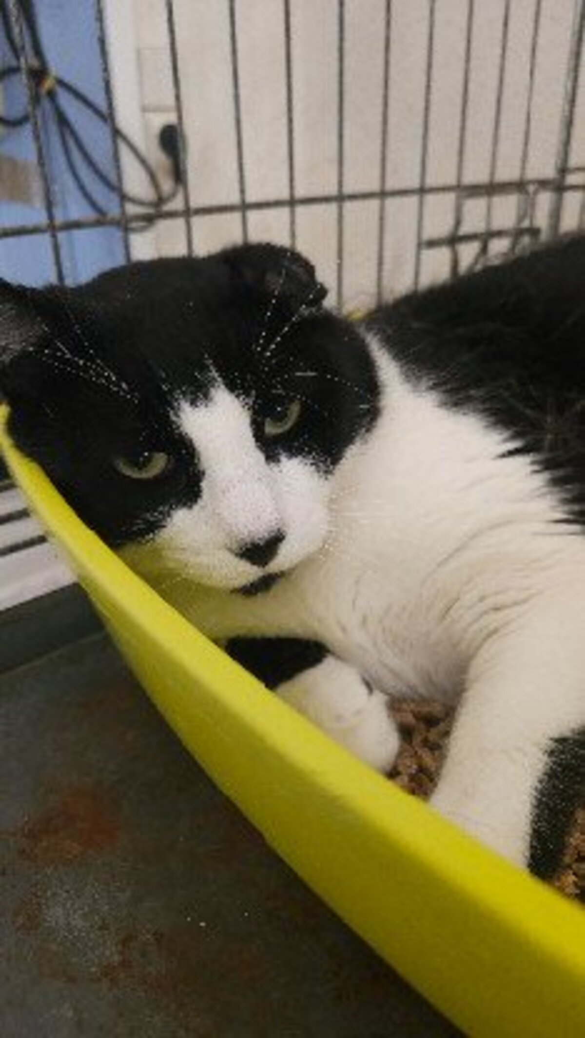 Adoption Lucky