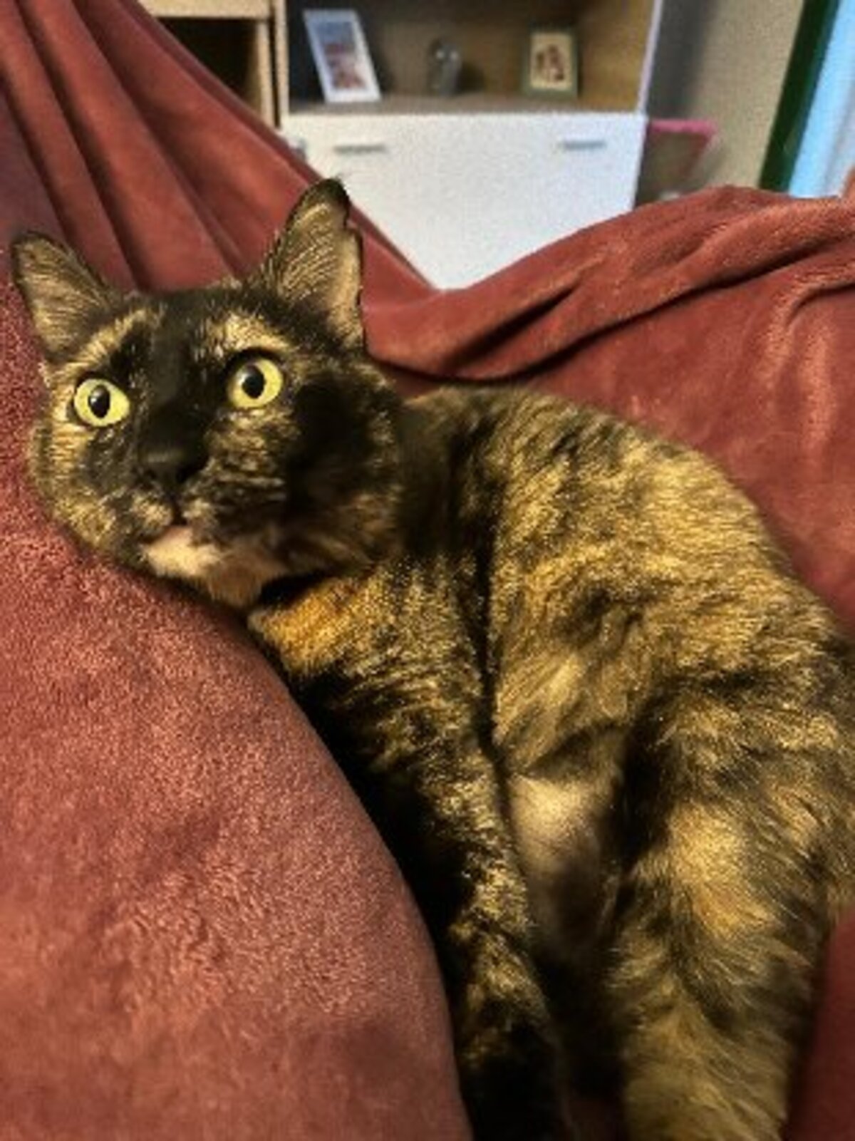Adoption Lucy