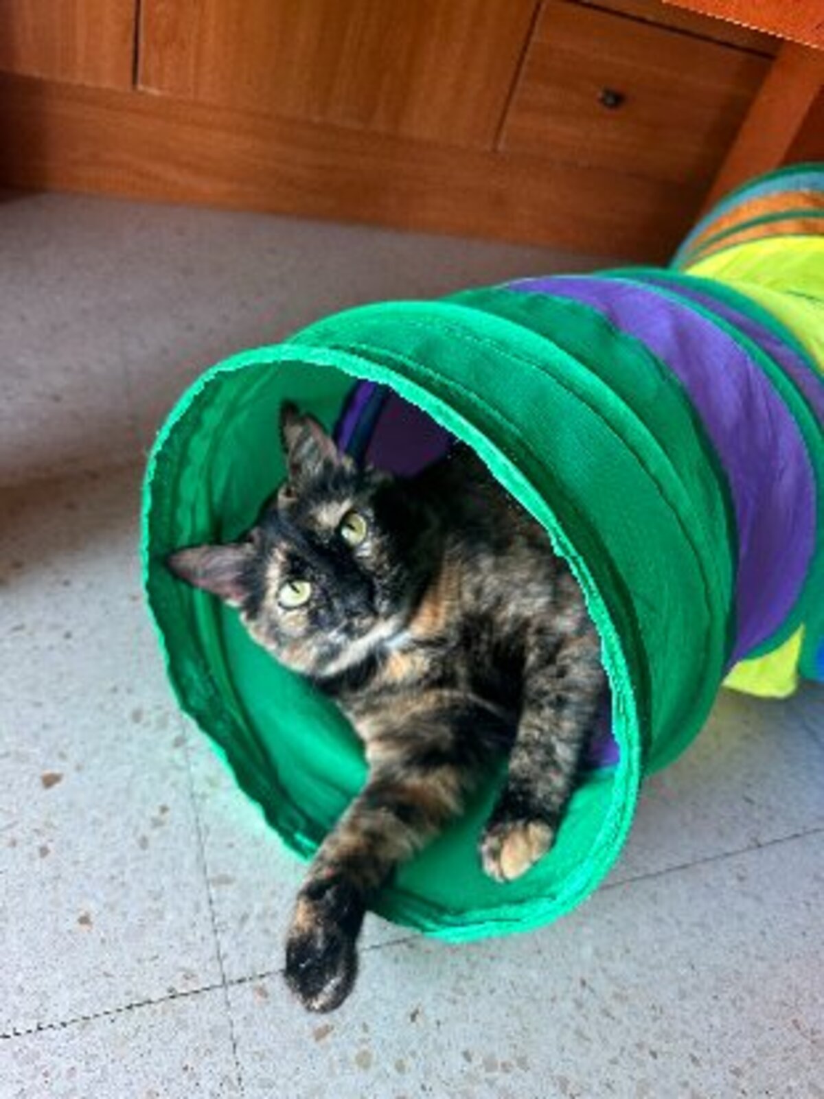 Adoption Lucy
