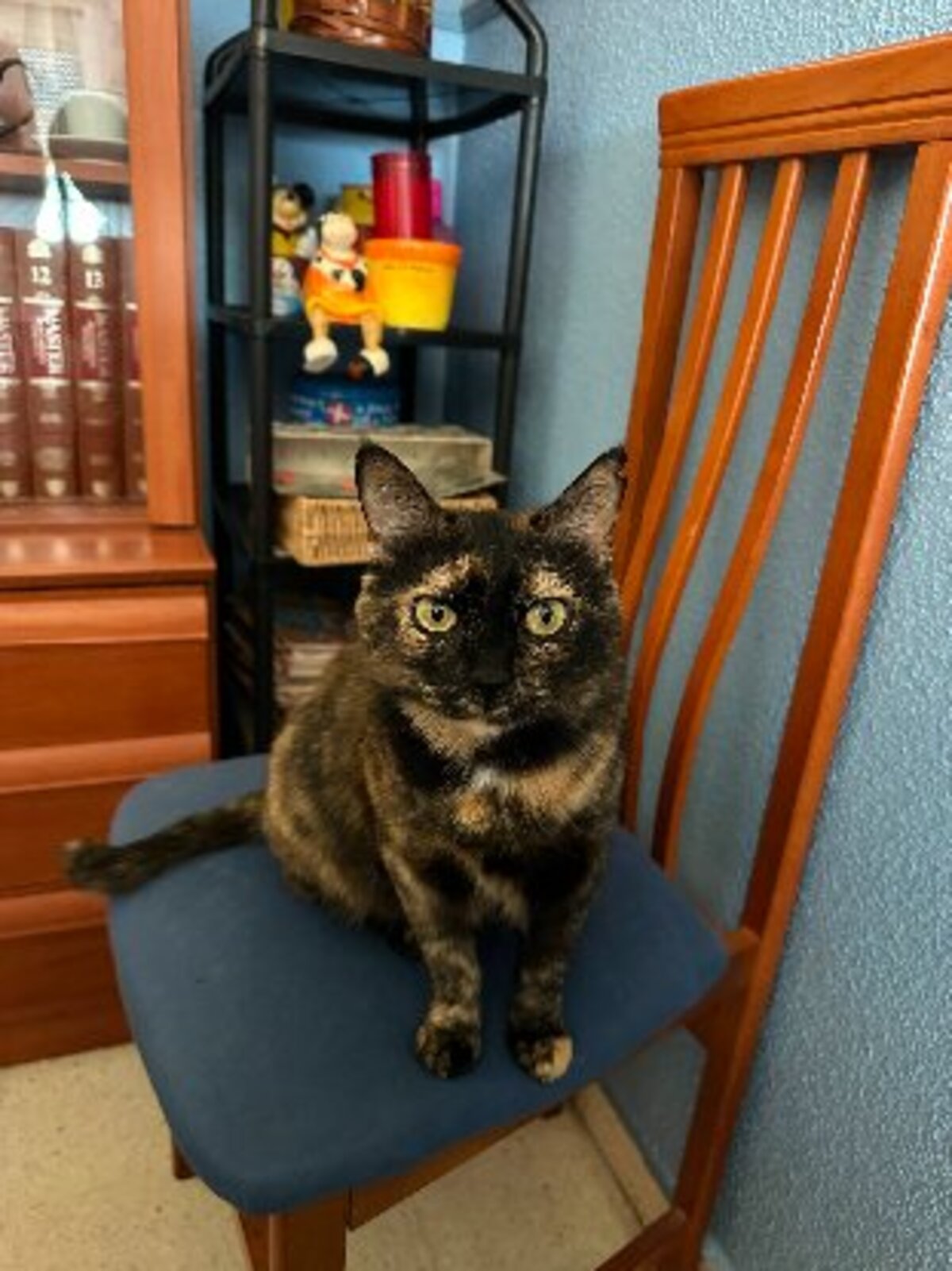 Adoption Lucy