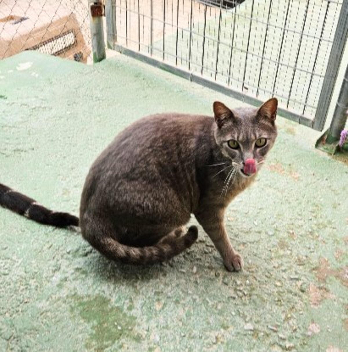 Adoption Lucy