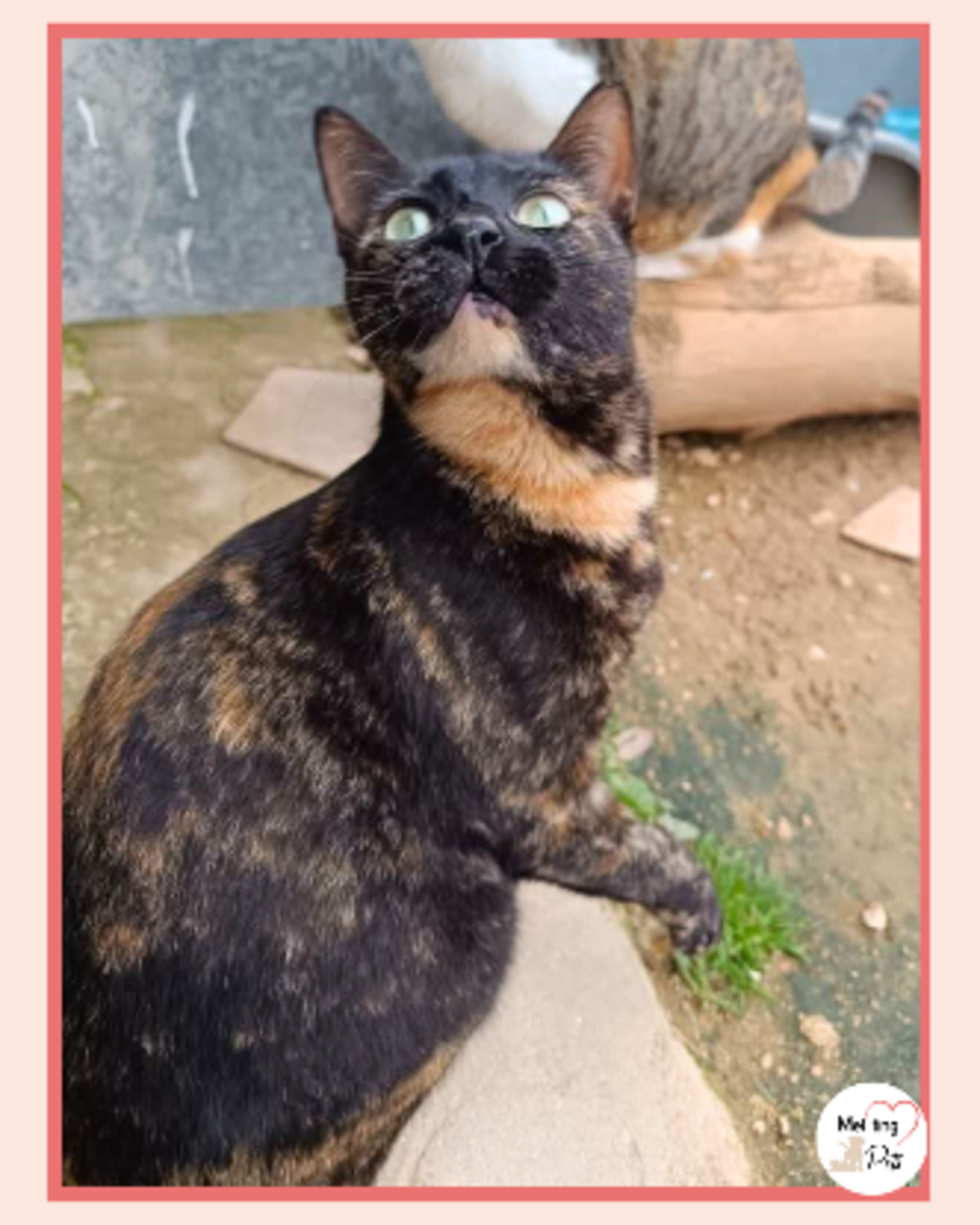 Adoption Lulu