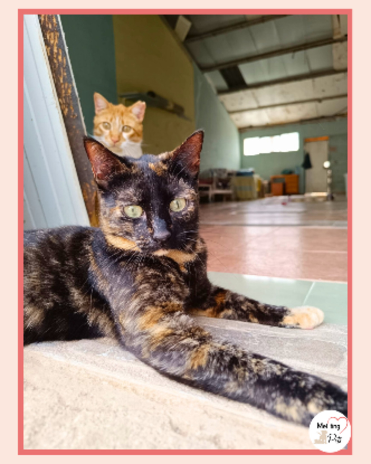 Adoption Lulu