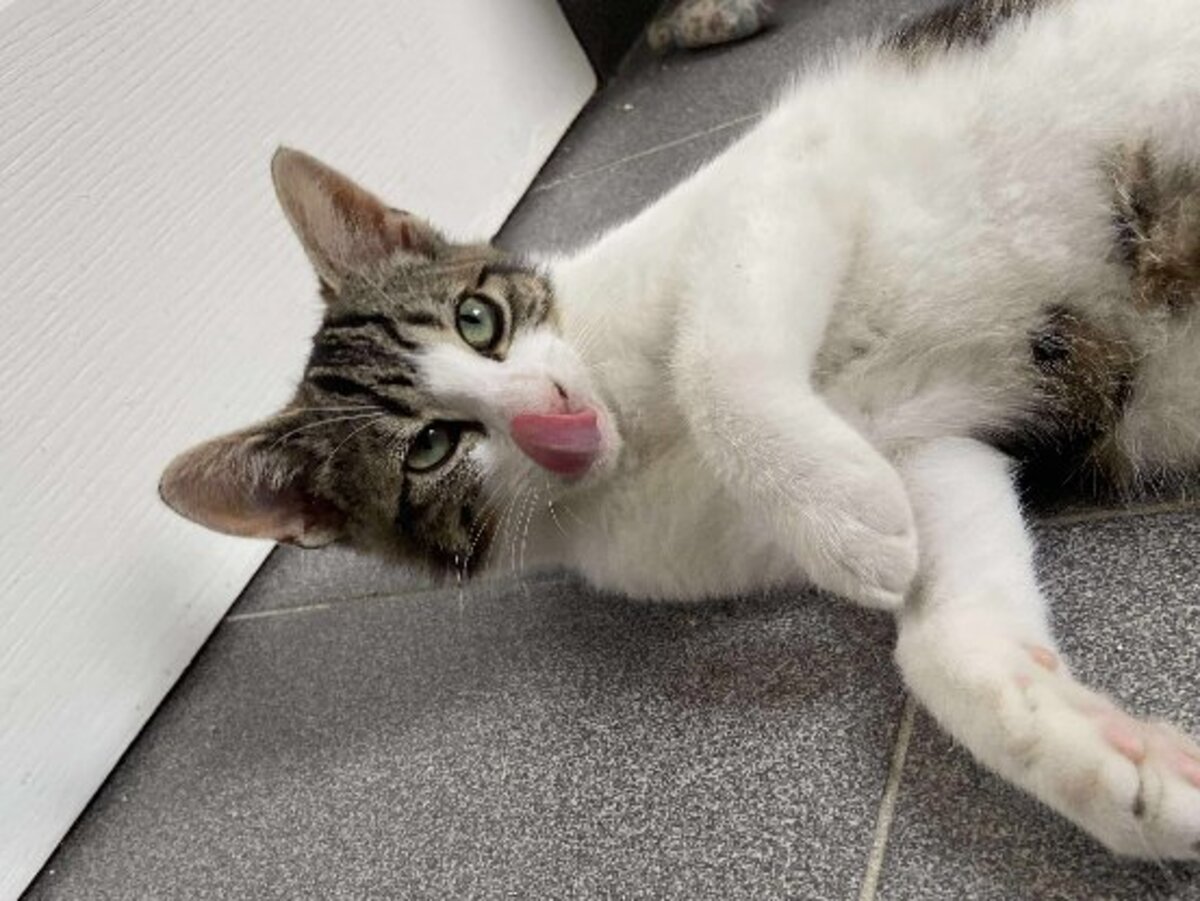 Adoption Lulu