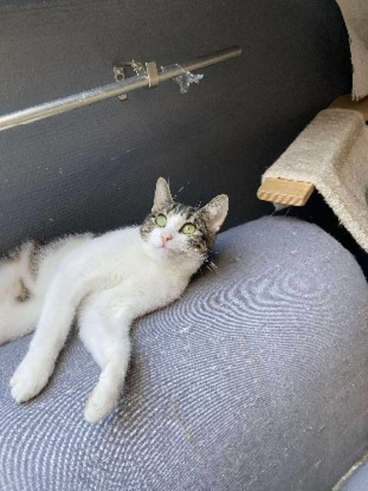 Adoption Lulu