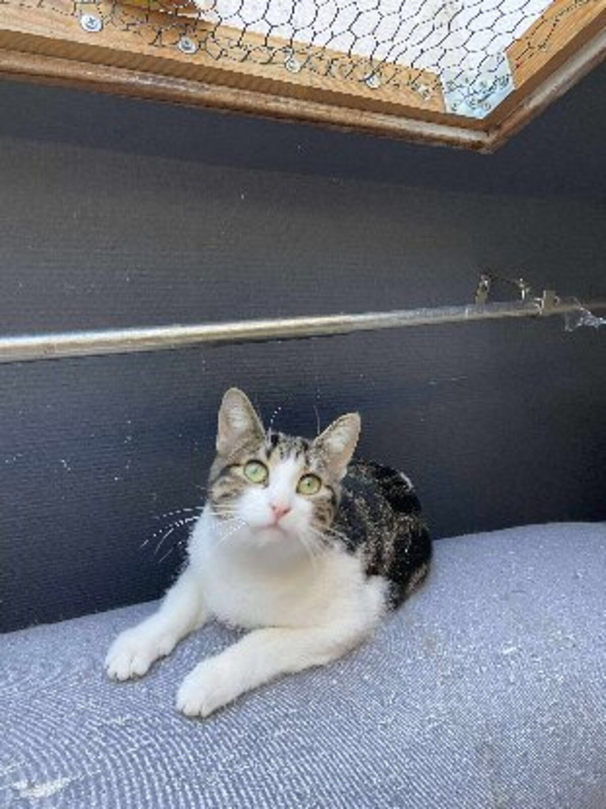 Adoption Lulu