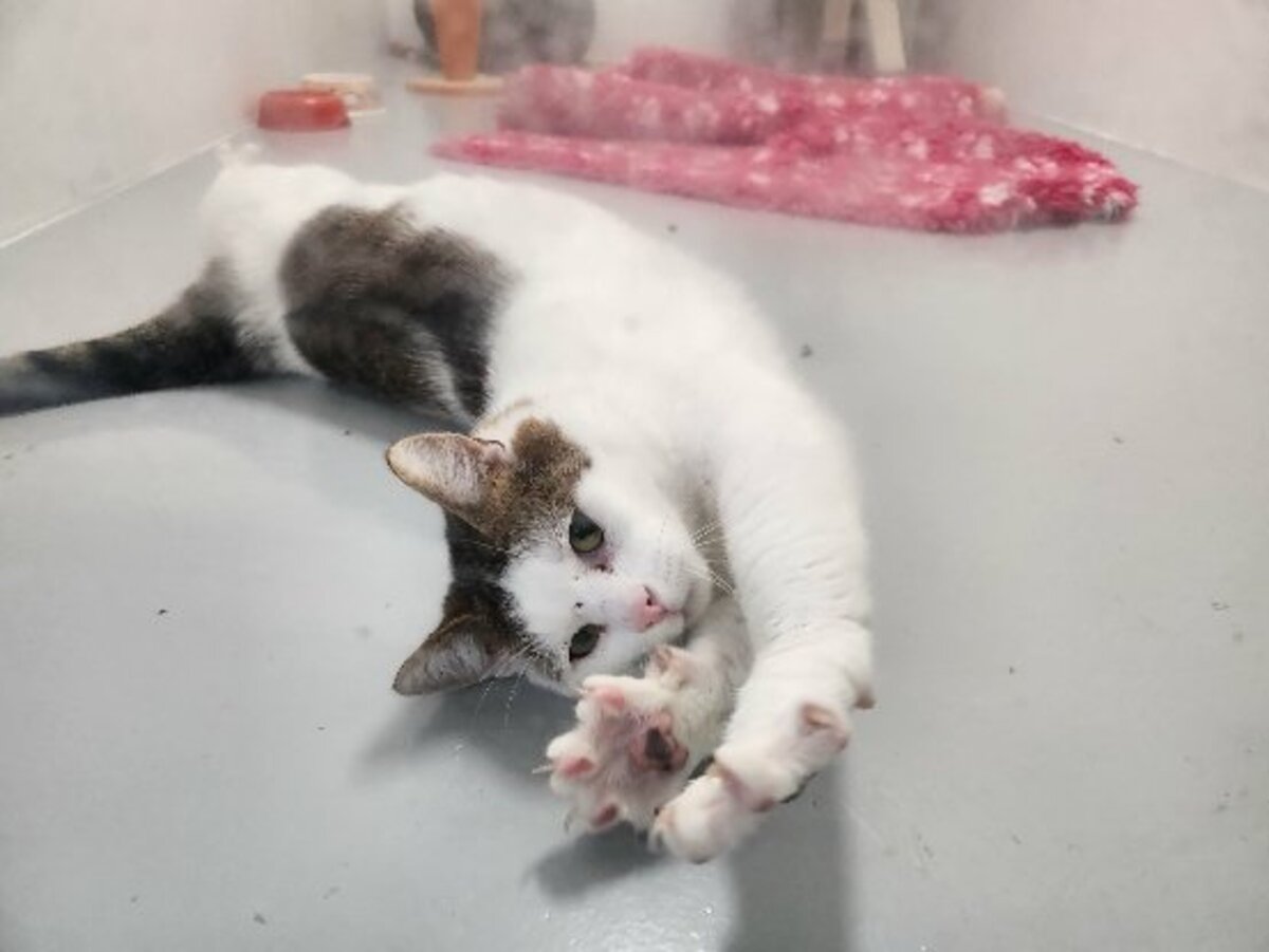 Adoption Lumy