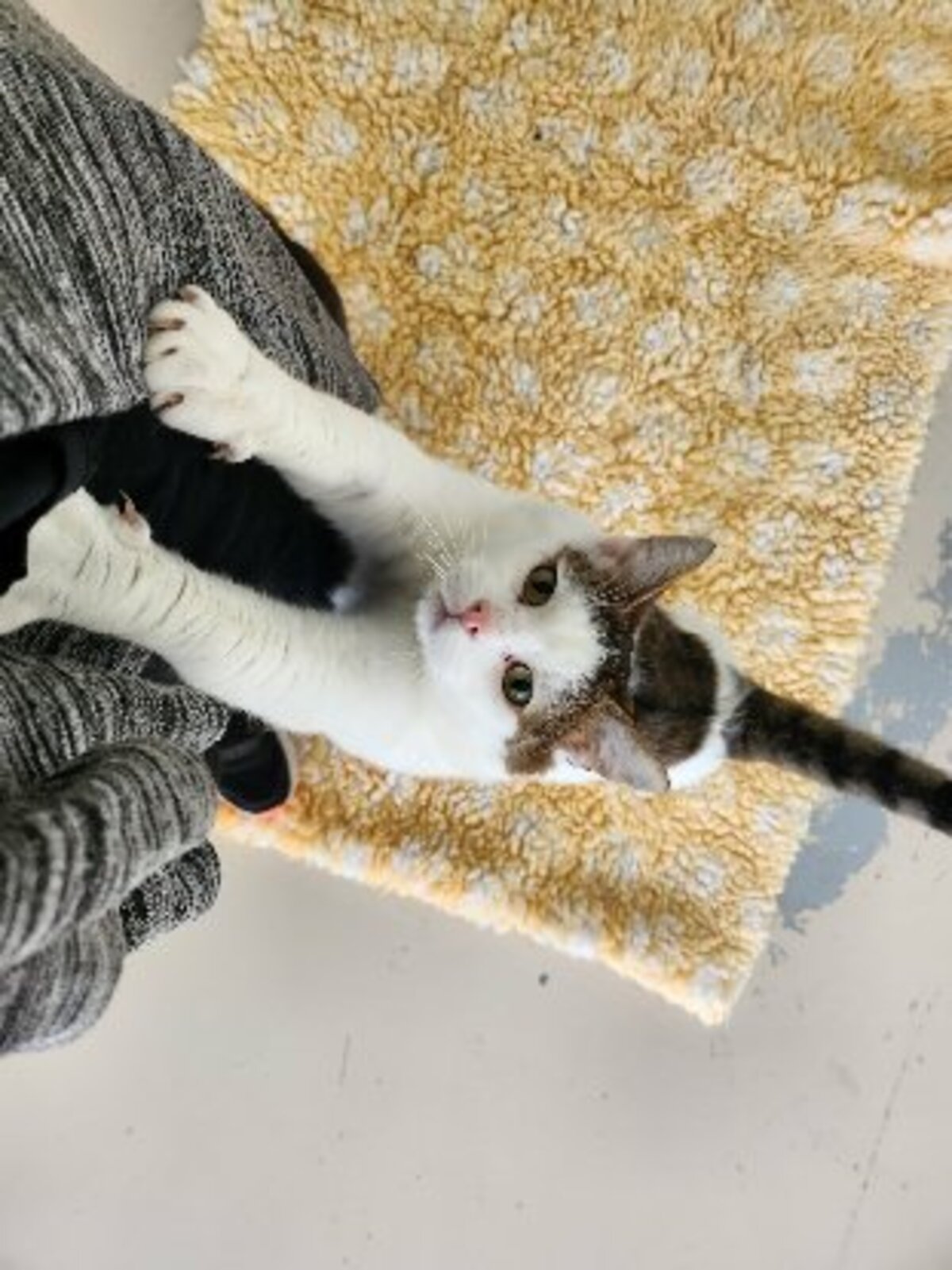 Adoption Lumy