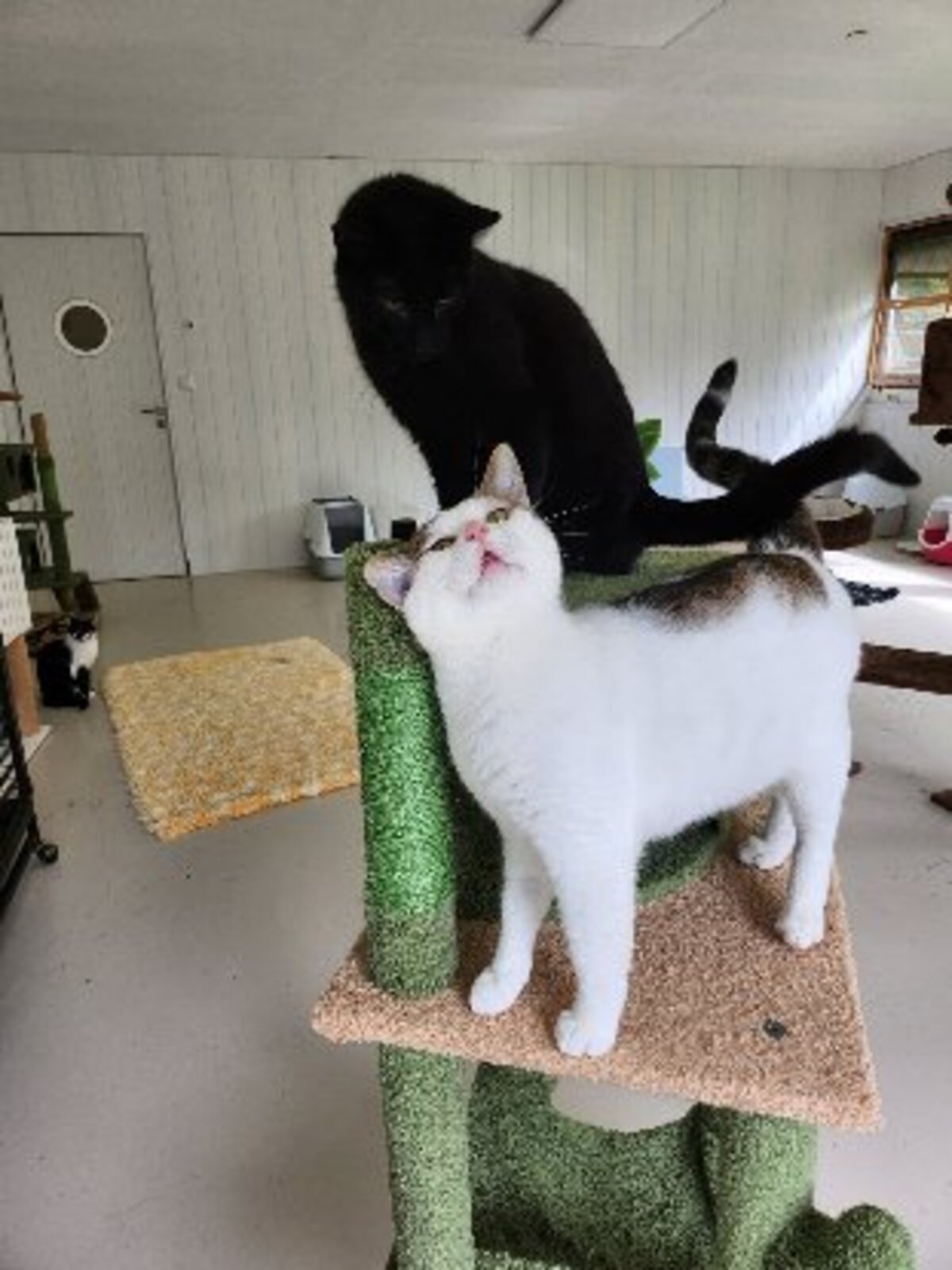 Adoption Lumy