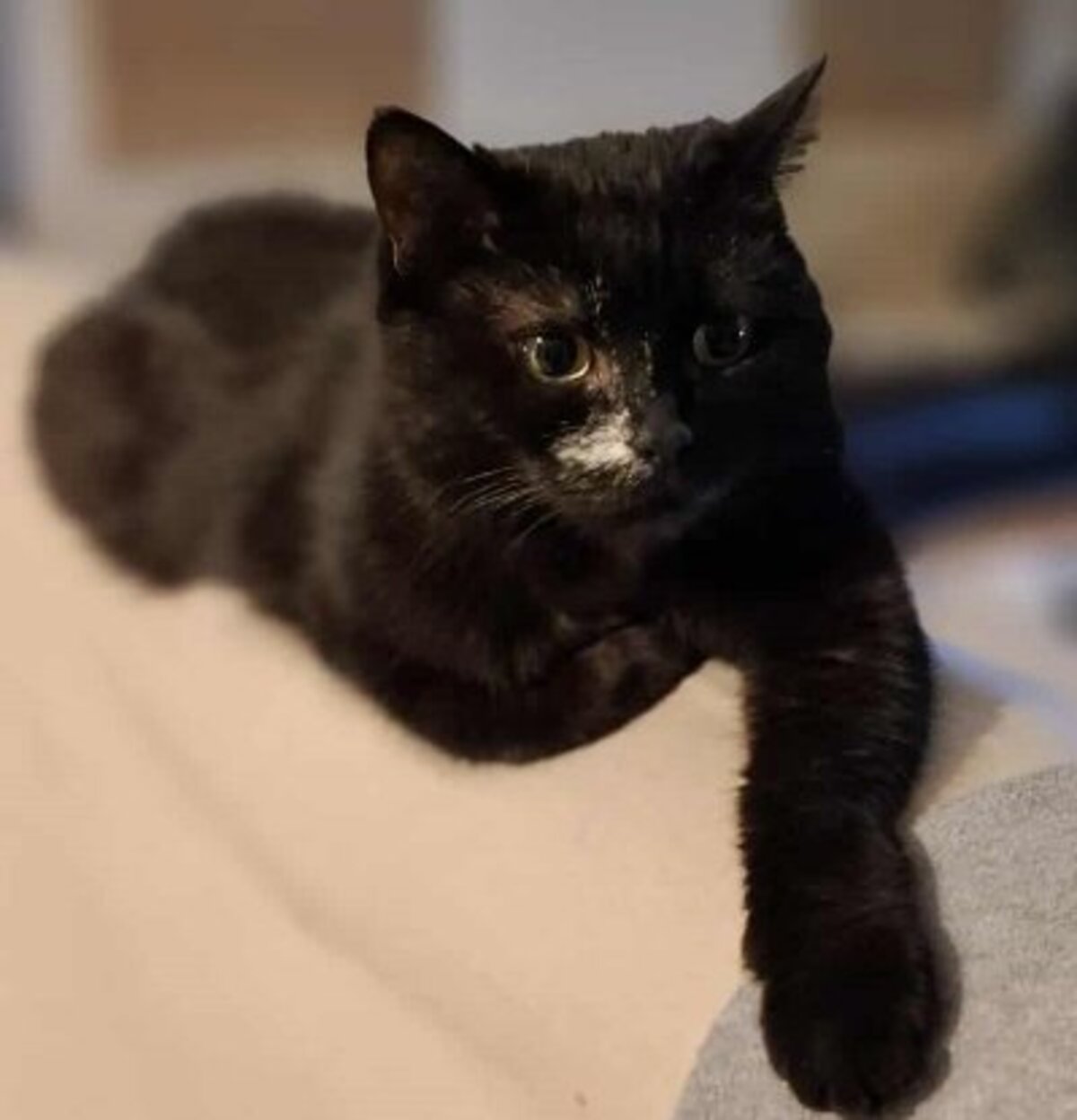 Adoption Luna