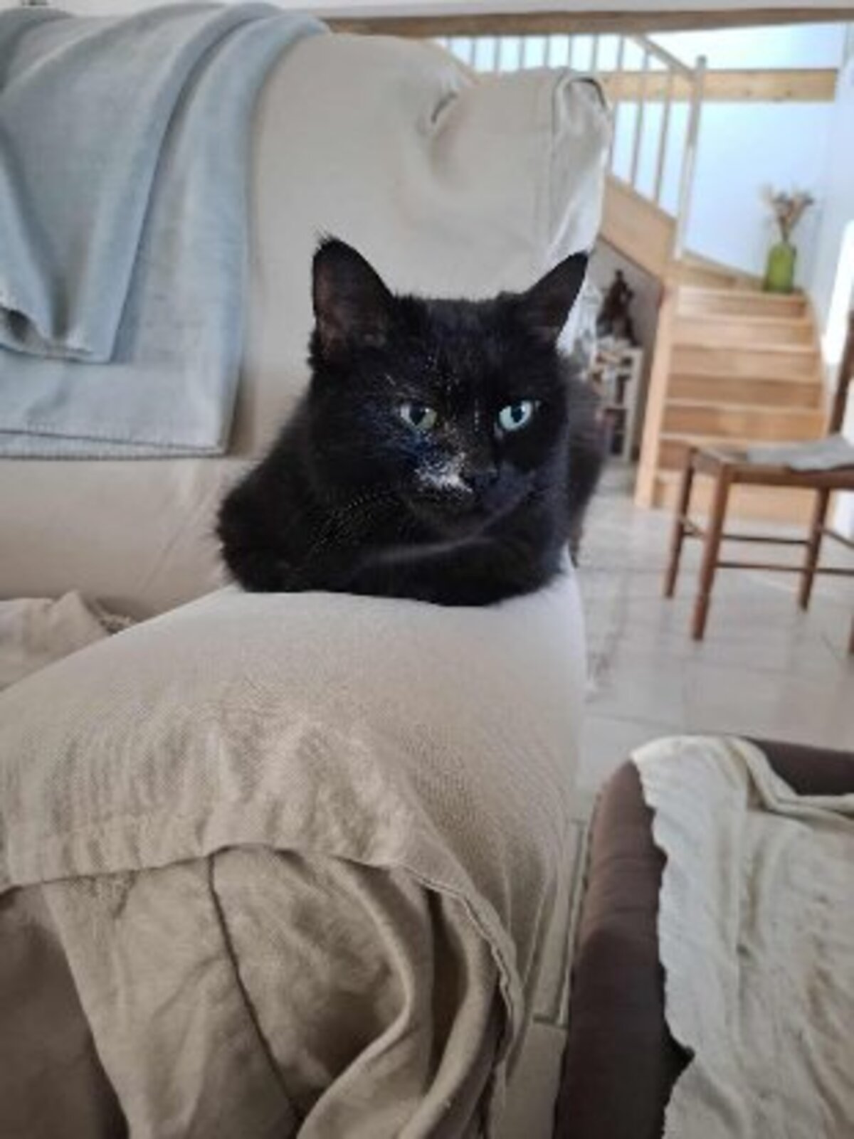 Adoption Luna