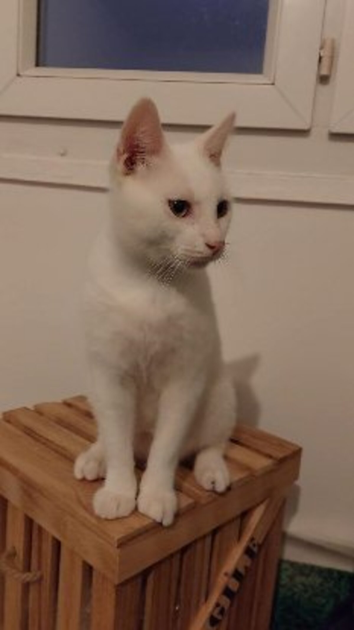Adoption Lune