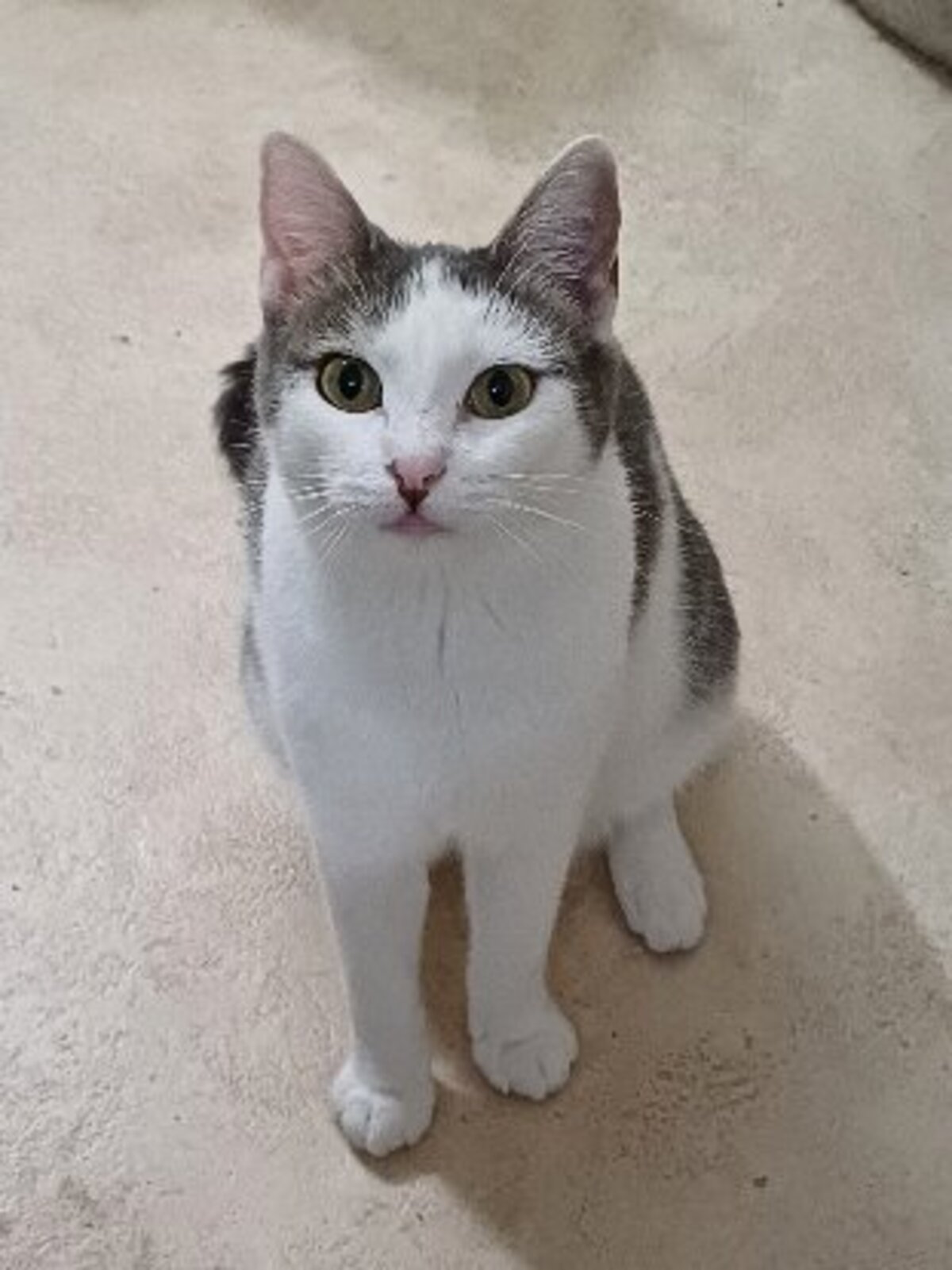 Adoption Luttie