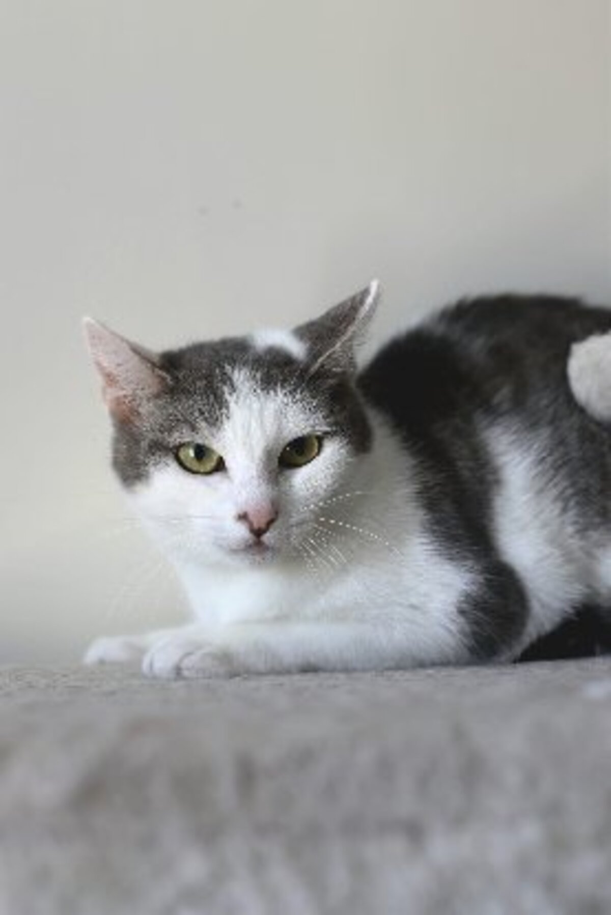 Adoption Luttie