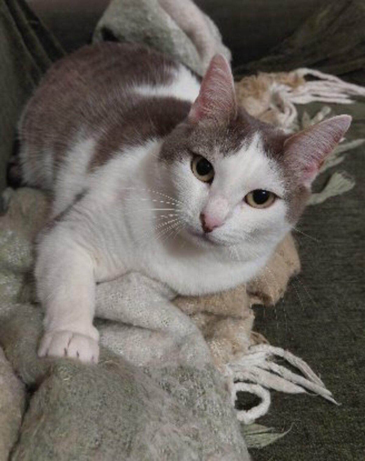 Adoption Luttie